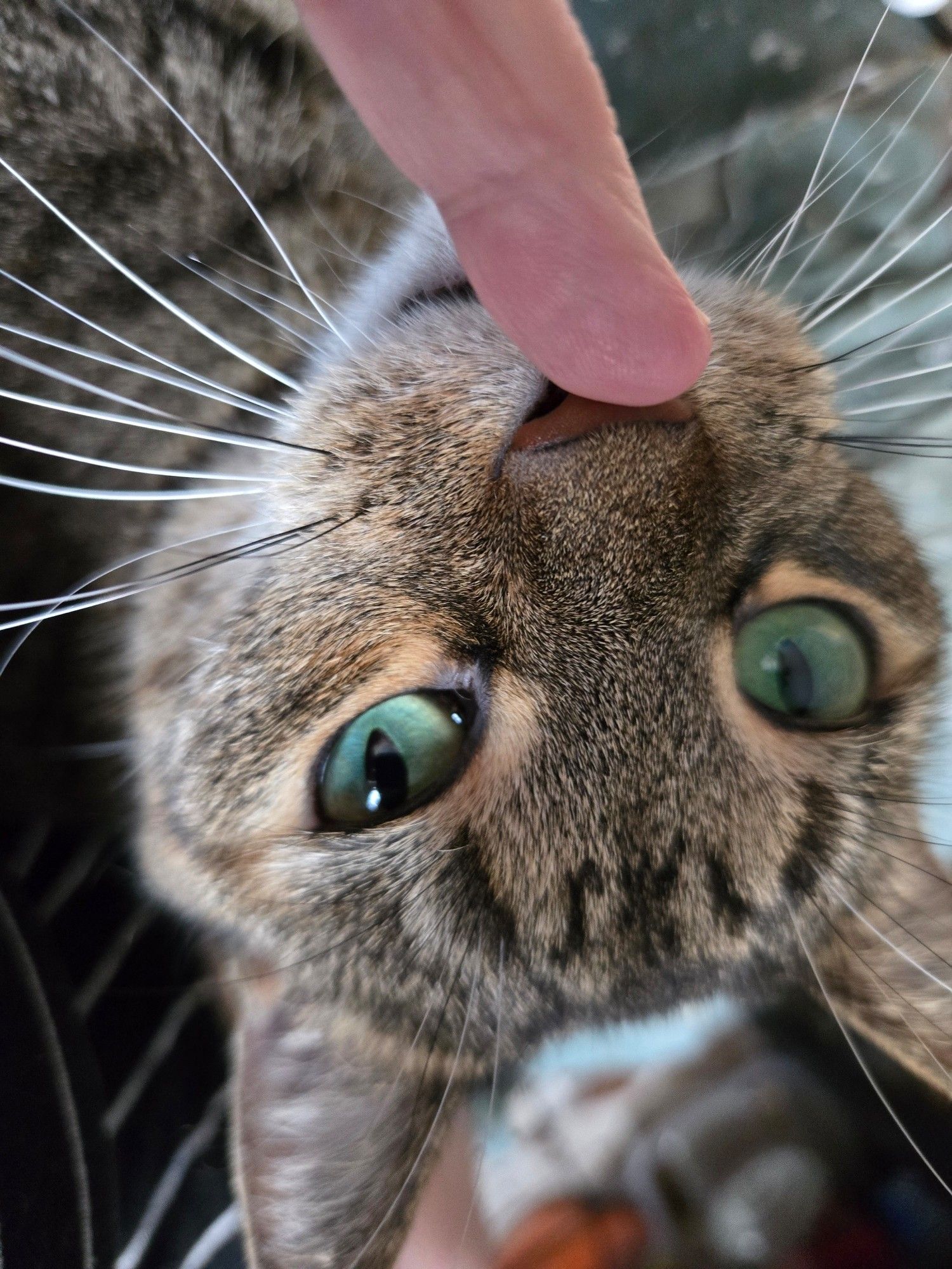 A close up of a besotted tabby cat sniffing the tip of a human finger while staring fixed at the person holding the phone/camera. I was trying to photograph her face but she had other ideas.