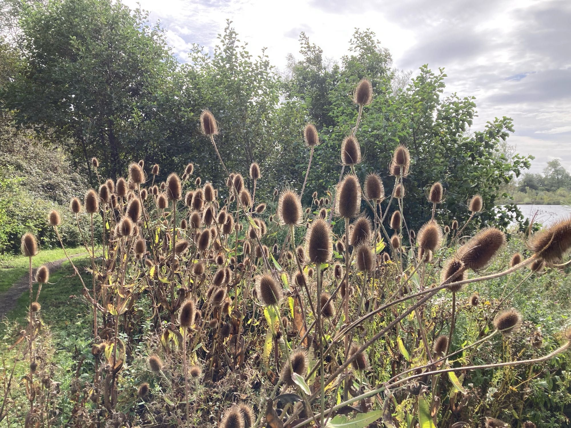 A large patch of teasel seedheads. In the background, grass and a glimpse of loch on the right.