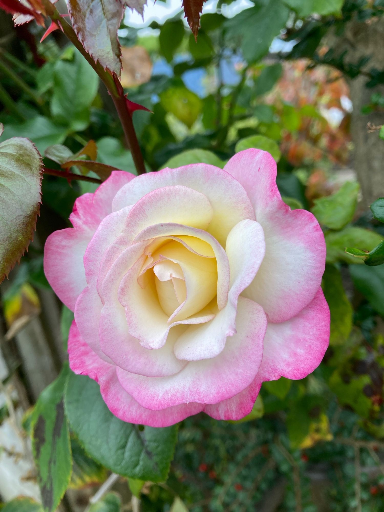 Rose flower. Yellow in centre then layers of white then pink edges.