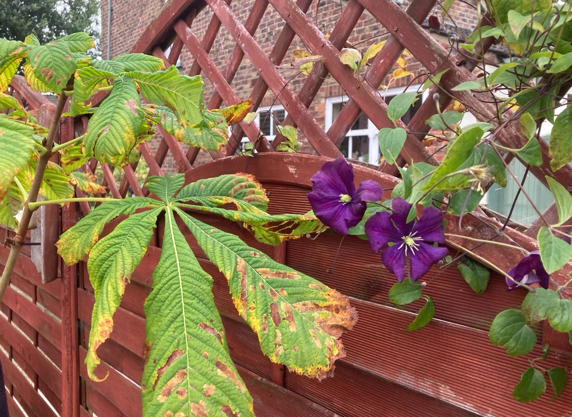 Chestnut leaf turning from green to brown and yellow next to two purple clematis flowers.