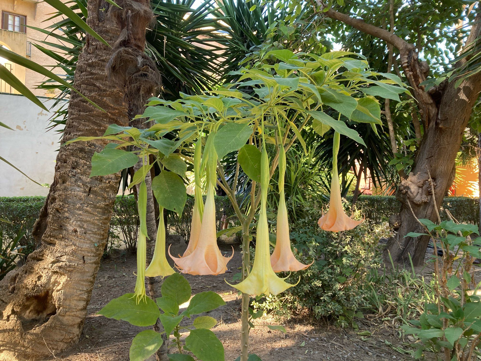 Large yellow pink flowers hanging like upside down trumpets on a small shrub. Palm trunks behind.