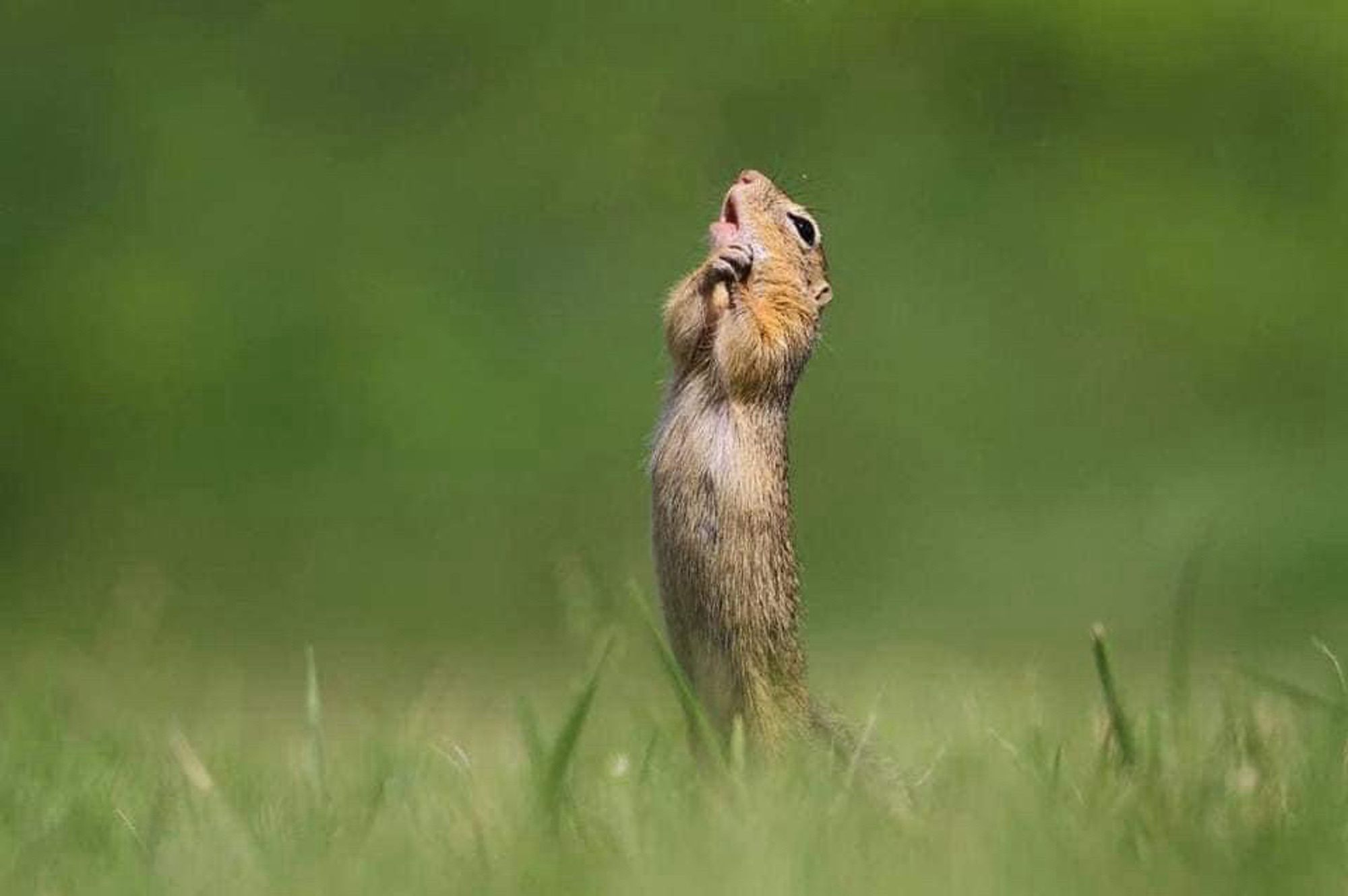 A prairie dog with their front pause class together, standing on their hind legs, staring at the sky with their mouth agap