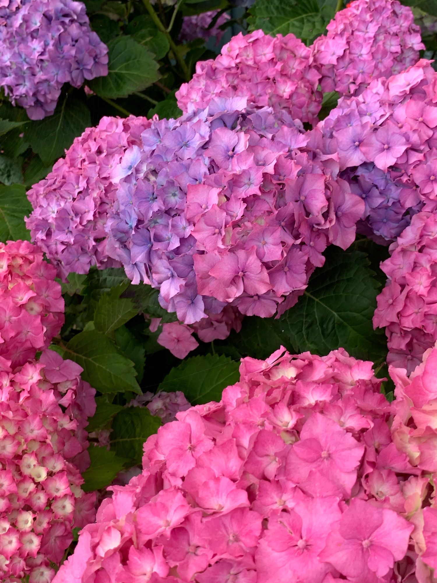 Luscious pick and violet blooms of hydrangea plant  (I THINK? )