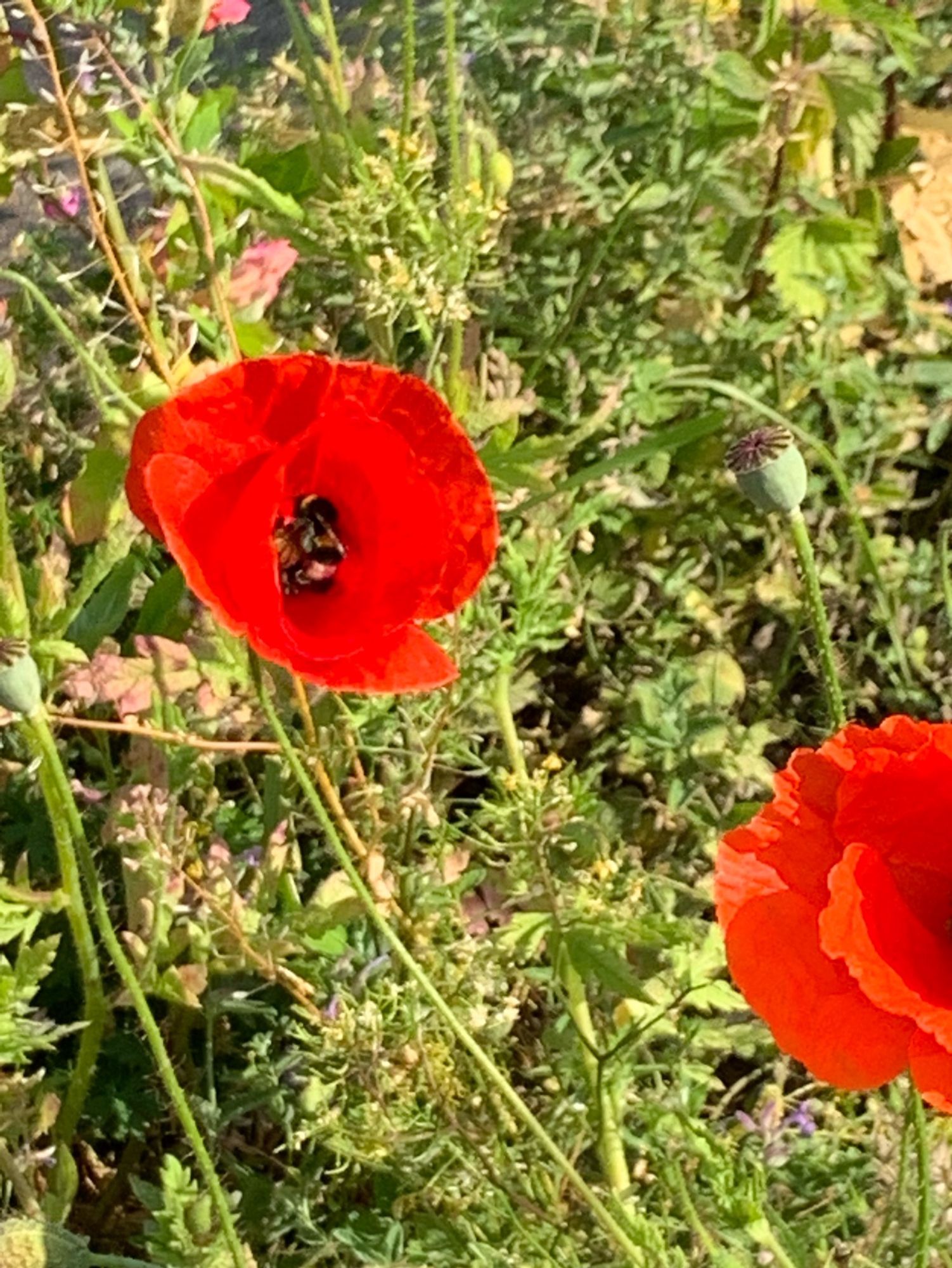 Poppy Flower