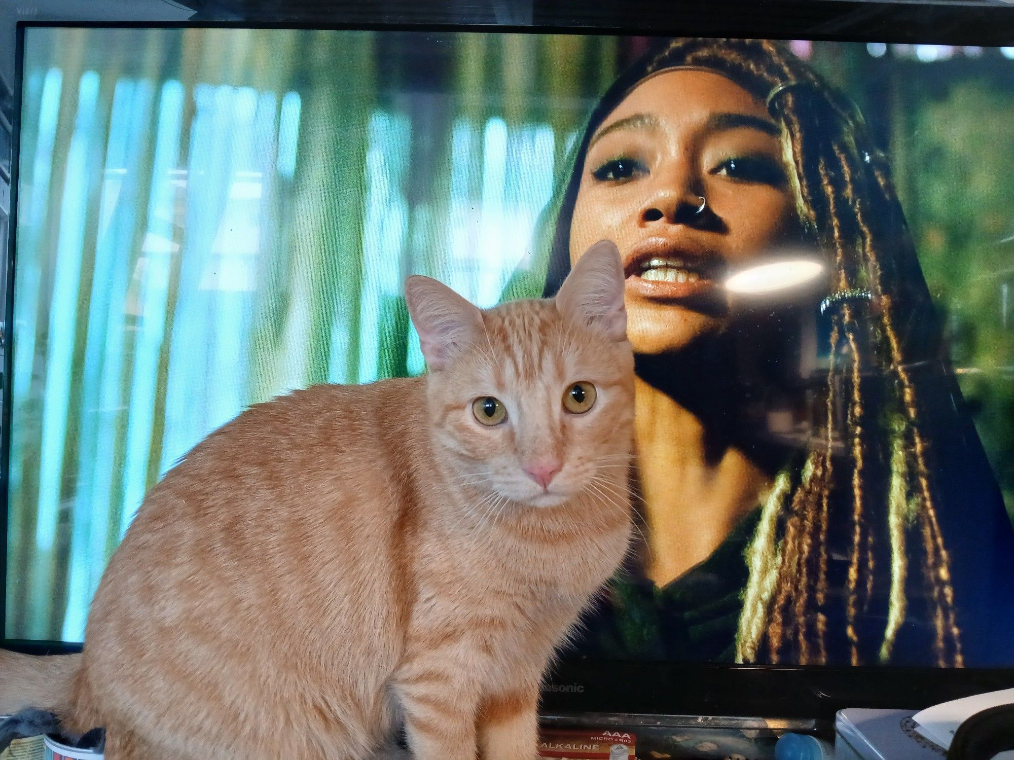 Der rote Tigerkater sitzt vor dem Fernseher. Im TV sieht man eine junge schwarze Frau, die gerade spricht.