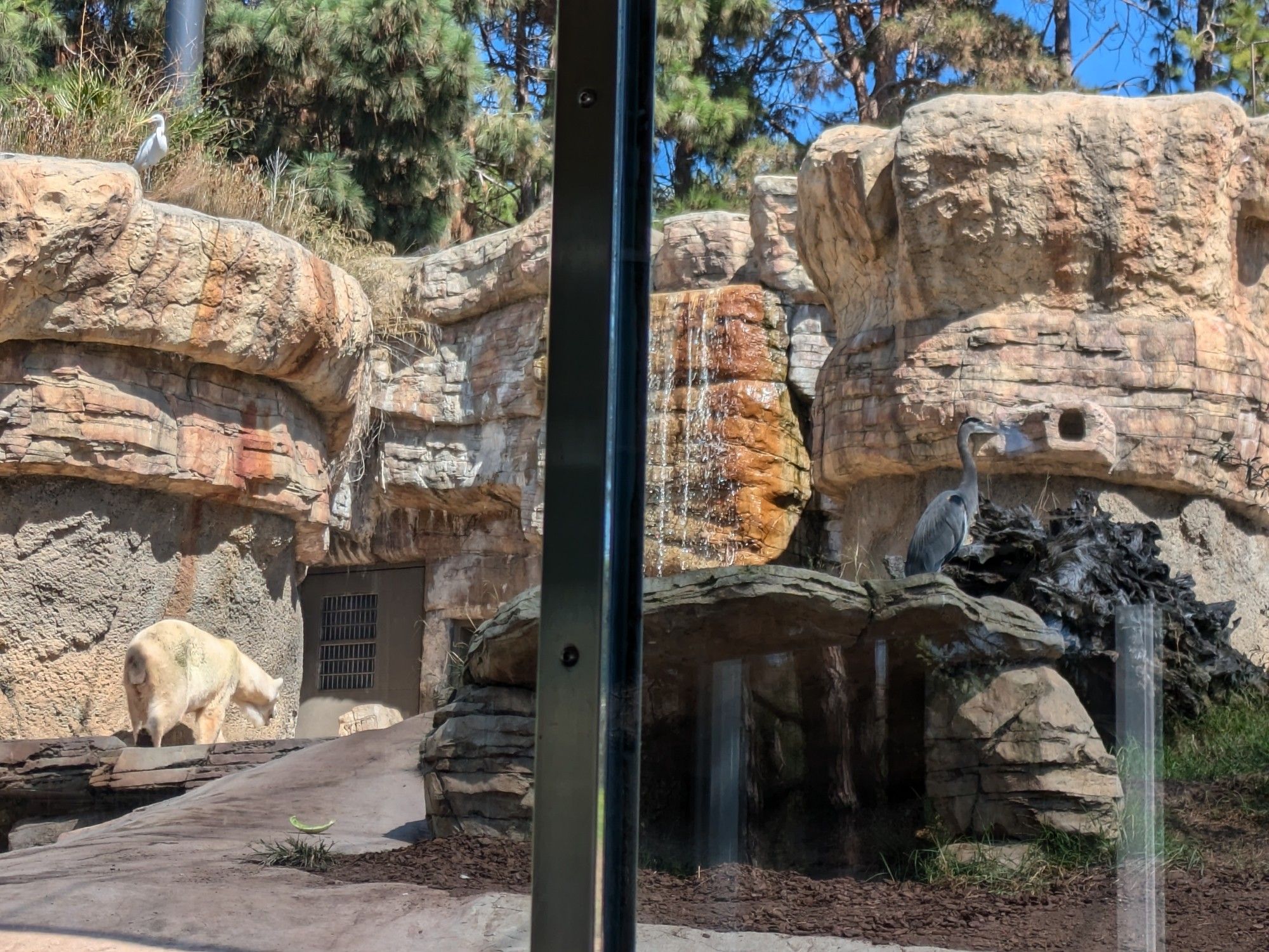 Great Blue Heron on a rock, Great Egret on another rock. Also a polar bear if you're into that sort of thing. I guess that's cool, too.