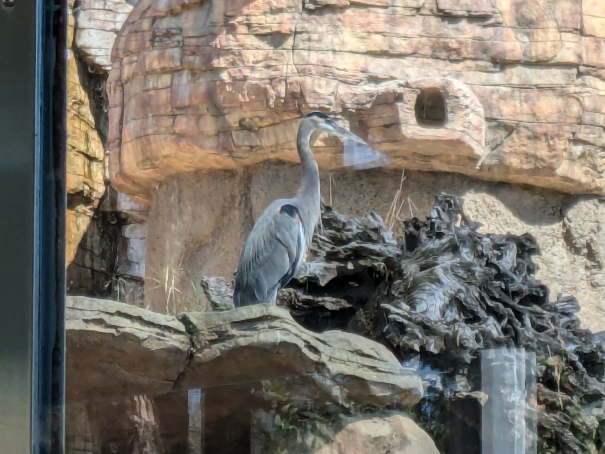 Great Blue Heron on a rock