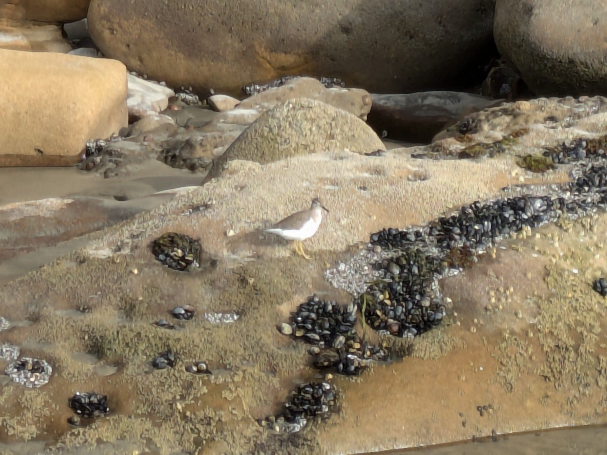 Shorebird with a brown back, white belly, yellow legs, and black bill, standing on a rock with bivalves on it.