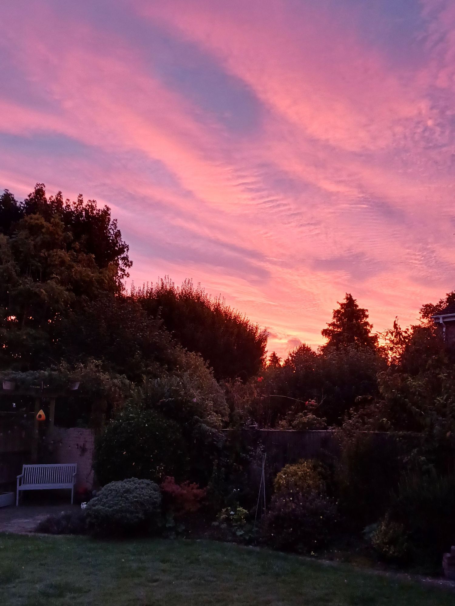 A little garden with a beautiful sunrisey sky.