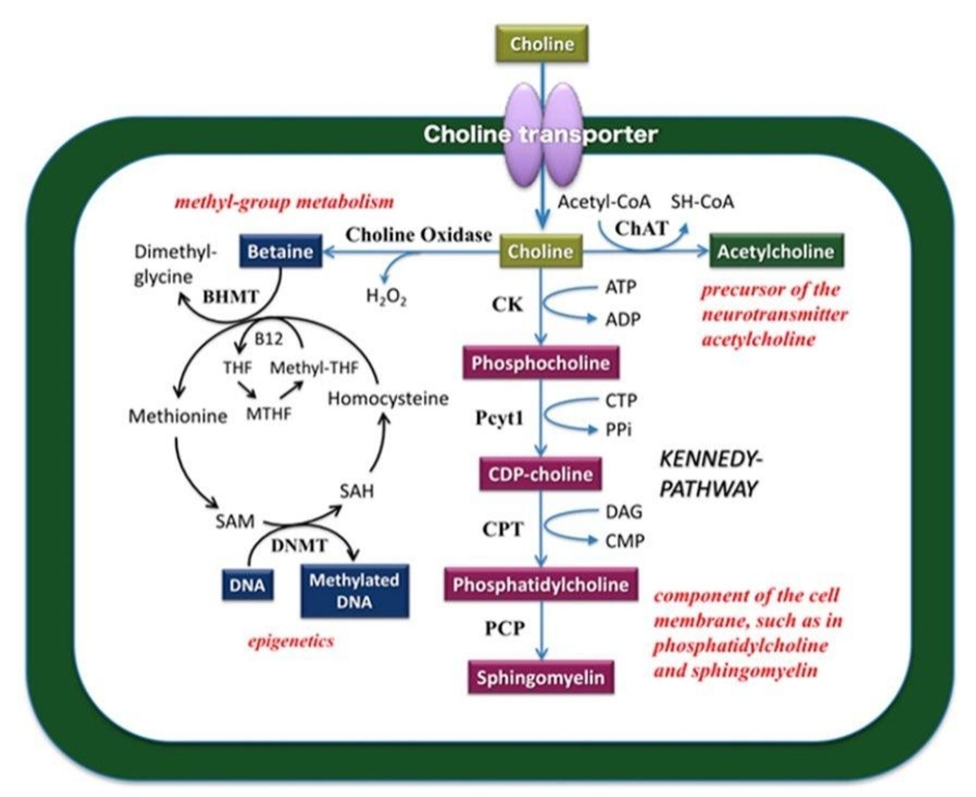 Figure showing the metabolic pathways of choline. It can be directly converted from choline to acetylcholine, or betaine where it can then be used in the methylation cycle. It can also be converted to phosphocholine, then from their into CDP choline and then into phosphatidylcholine, with each step consuming energy & requiring functioning enzymes. phosphatidylcholine can then me made into sphingomyelin, and both are integral in cell membranes.