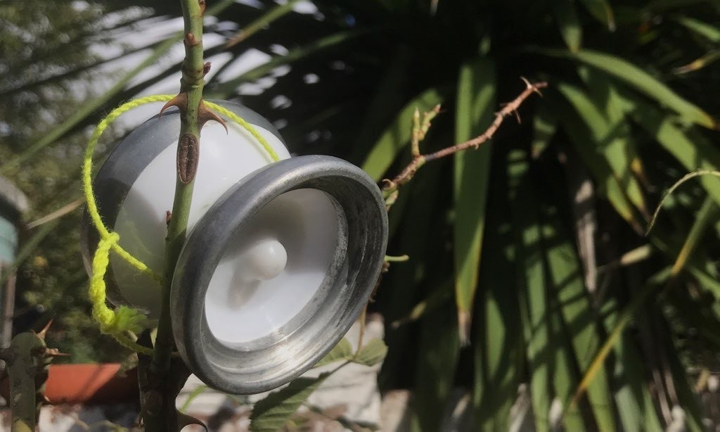 Butterfly-shaped white plastic yo-yo with metal rims, sitting in the fork of a rose bush. Its yellow string passes behind some thorns. In the background are some long pointed leaves from another plant.