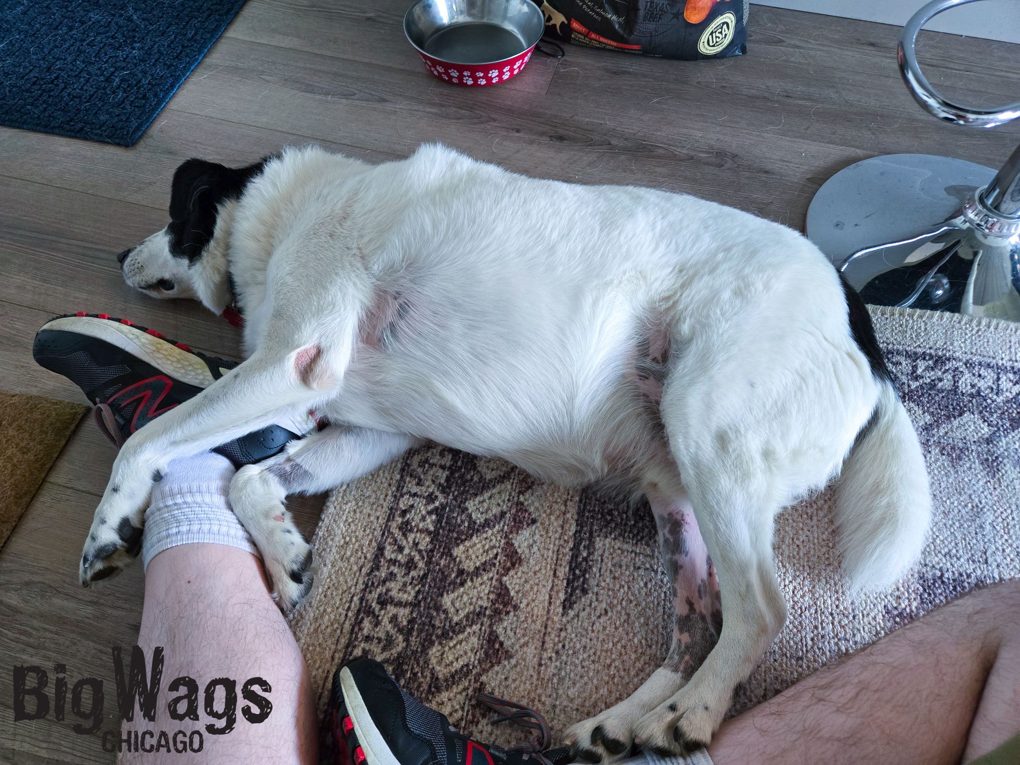 A mostly white dog with black splotches on his face lays on a foot.