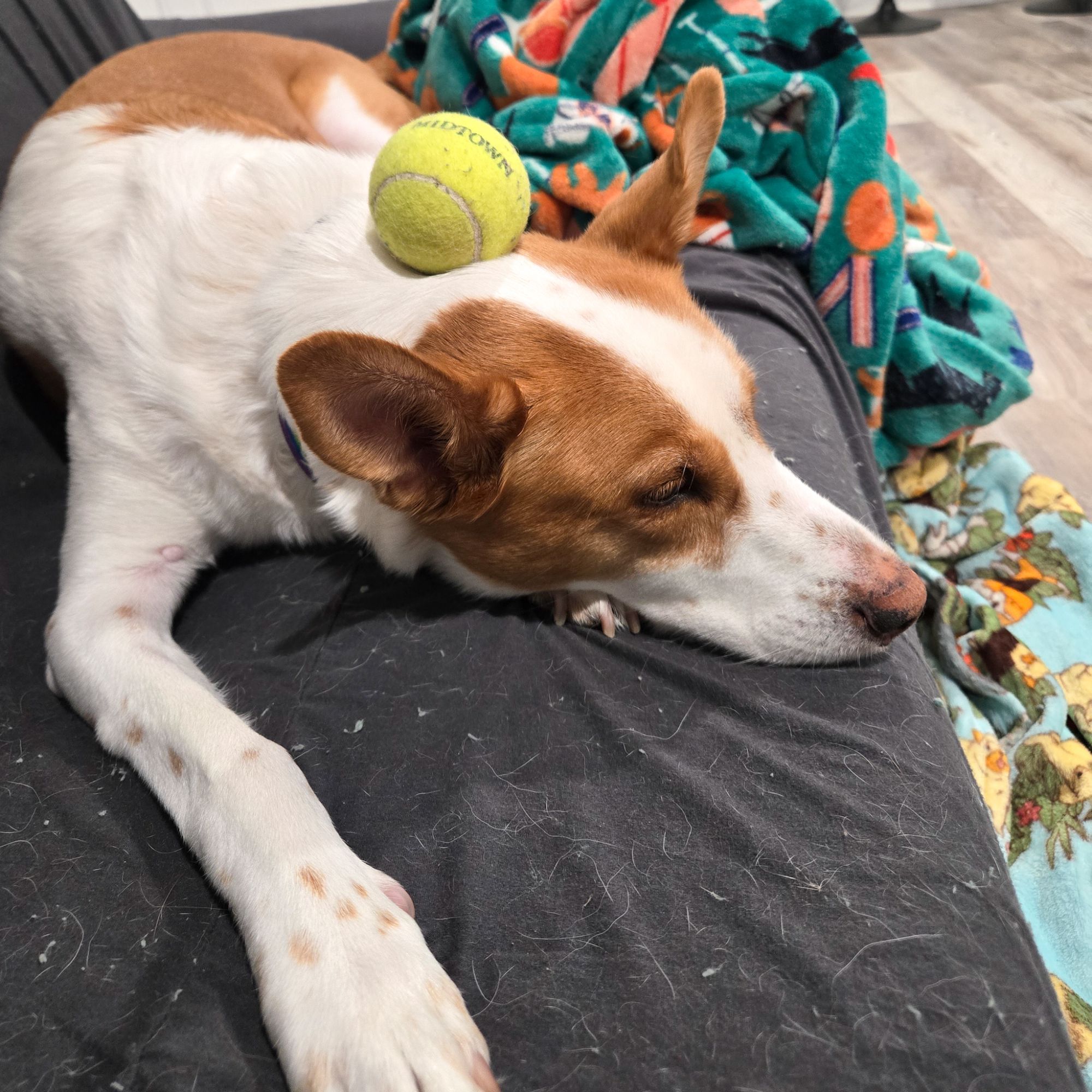 A brown and white dog lays on a couch. He has a tennis ball on his head and is sick of my bullshit.