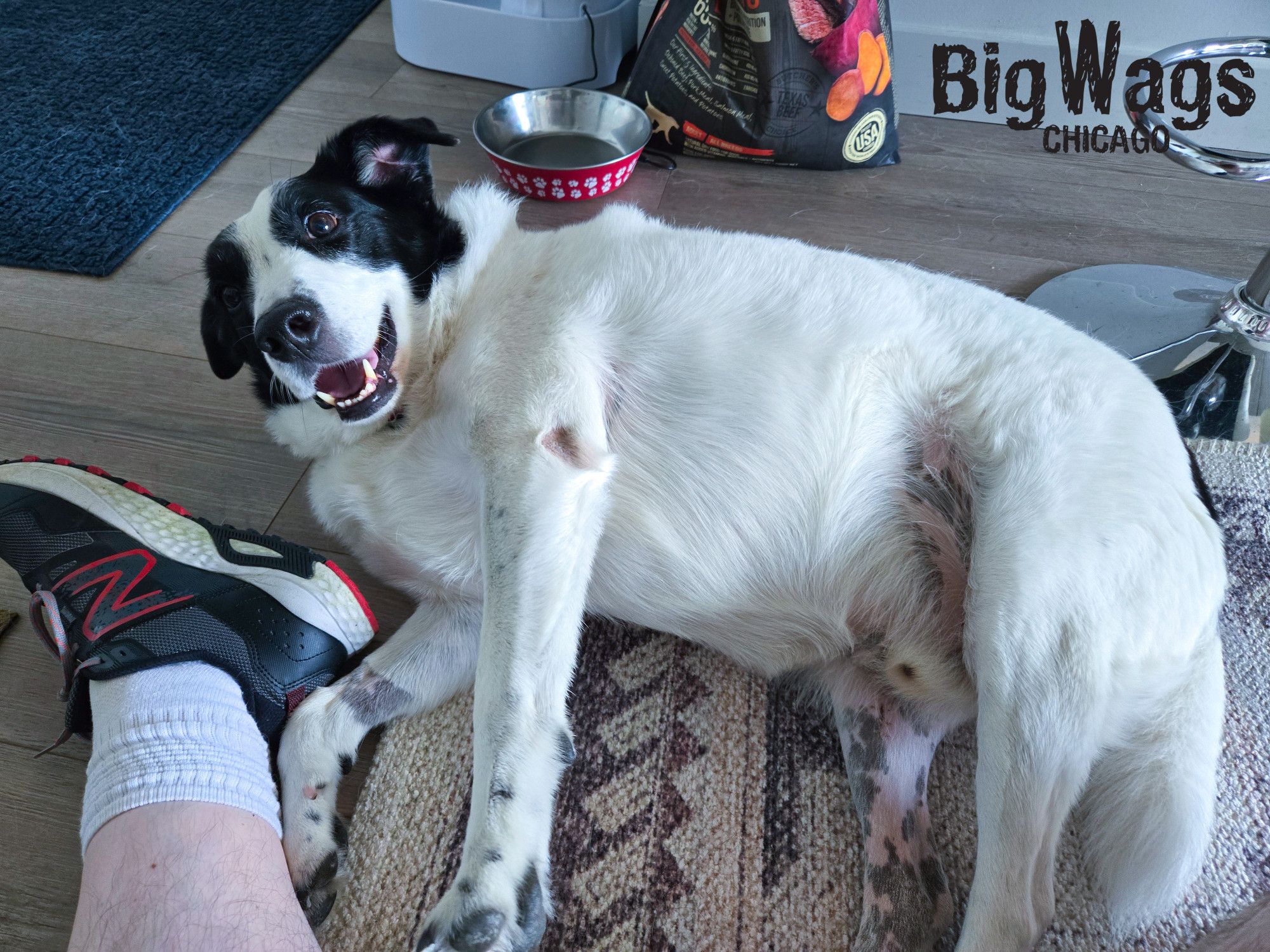 A mostly white dog with black splotches on his face lays next to a foot.