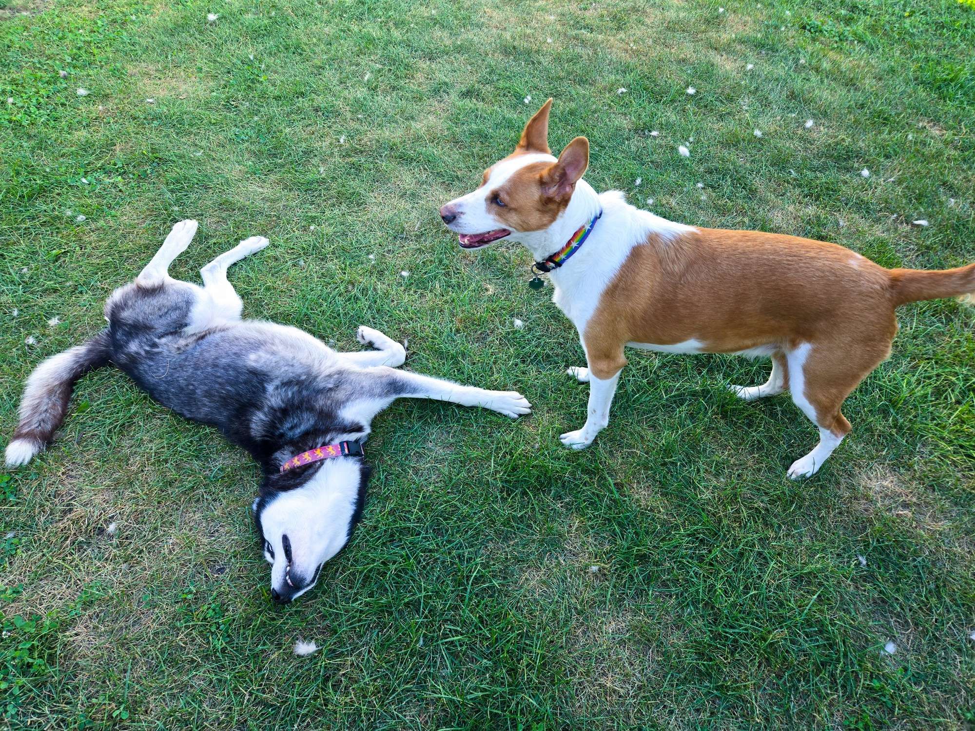 A black and white husky lays in the grass as a brown and white dog watches.