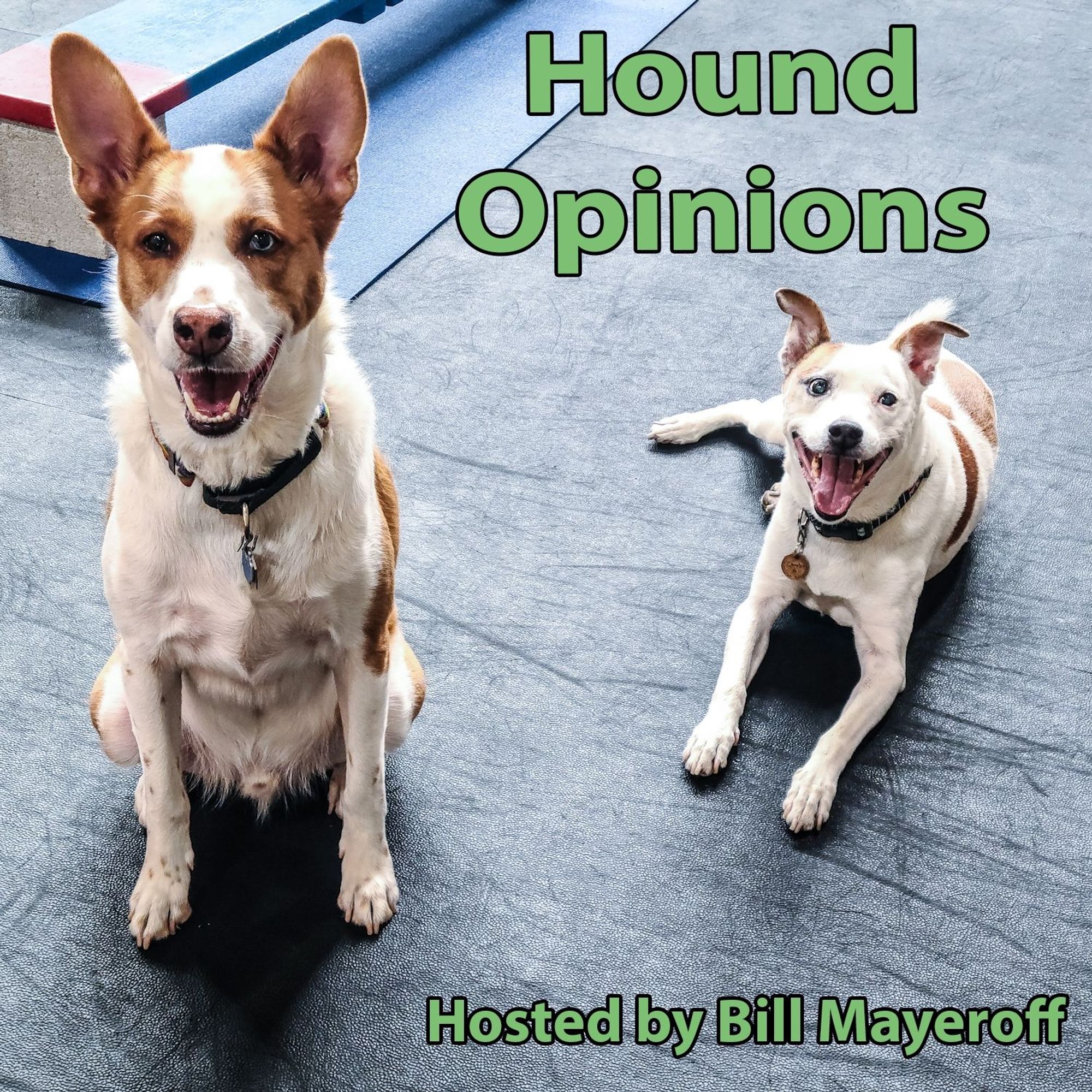 Podcast logo. Green text reads "Hound Opinions hosted by Bill Mayeroff". Image os two white and brown dogs on a gray floor. 