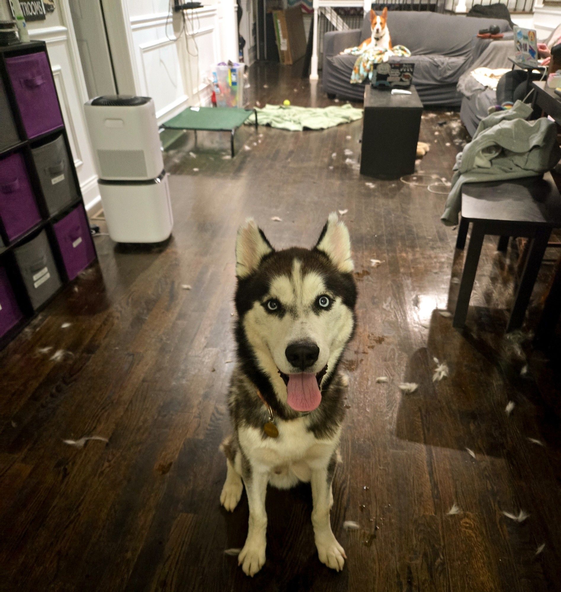 A black and white husky sits on a hardwood floor. A white and brown husky mix sits on a couch in the background.