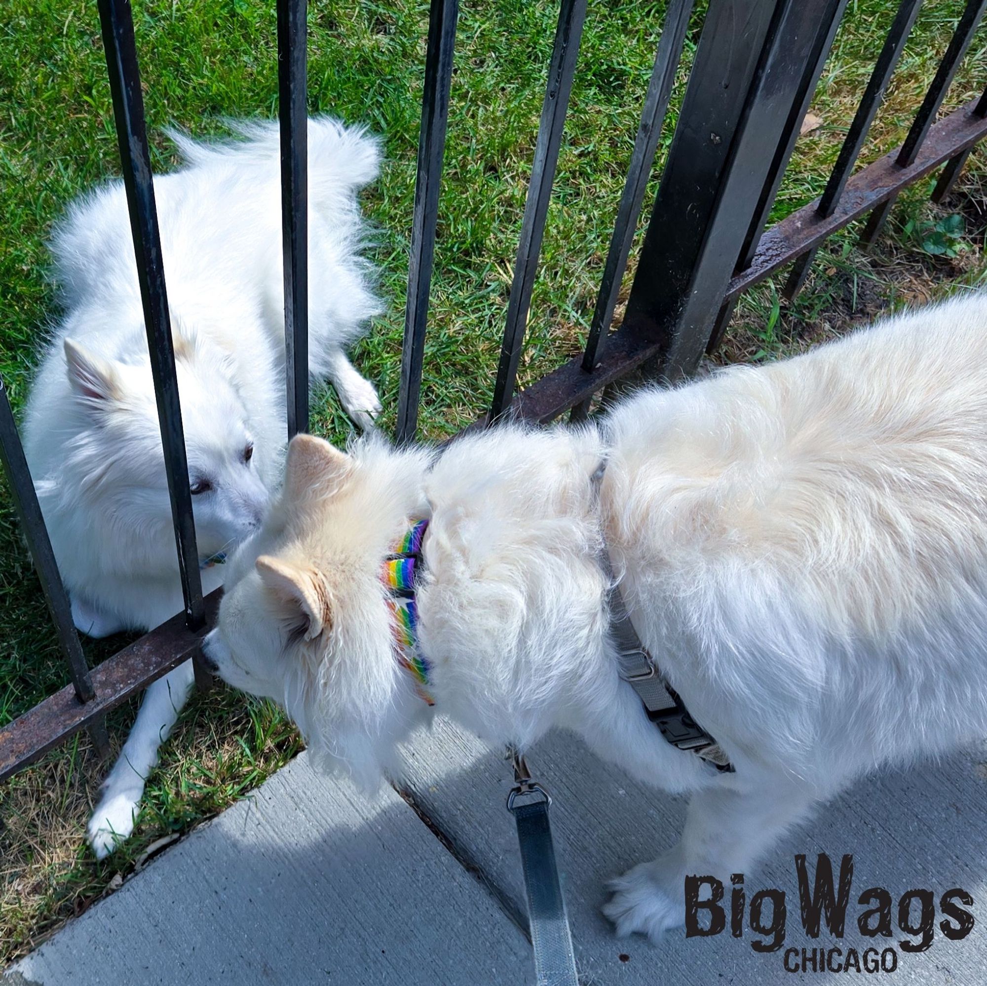 Two white fluffy dogs sniff each other through a fence.