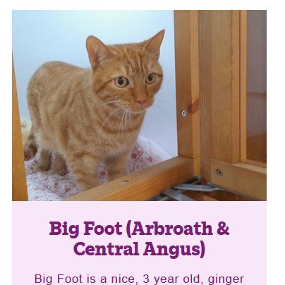 Photo of a cute orange cat with the caption 
Big Foot Arbroath &
Central Angus)
Big Foot is a nice, 3 year old, ginger