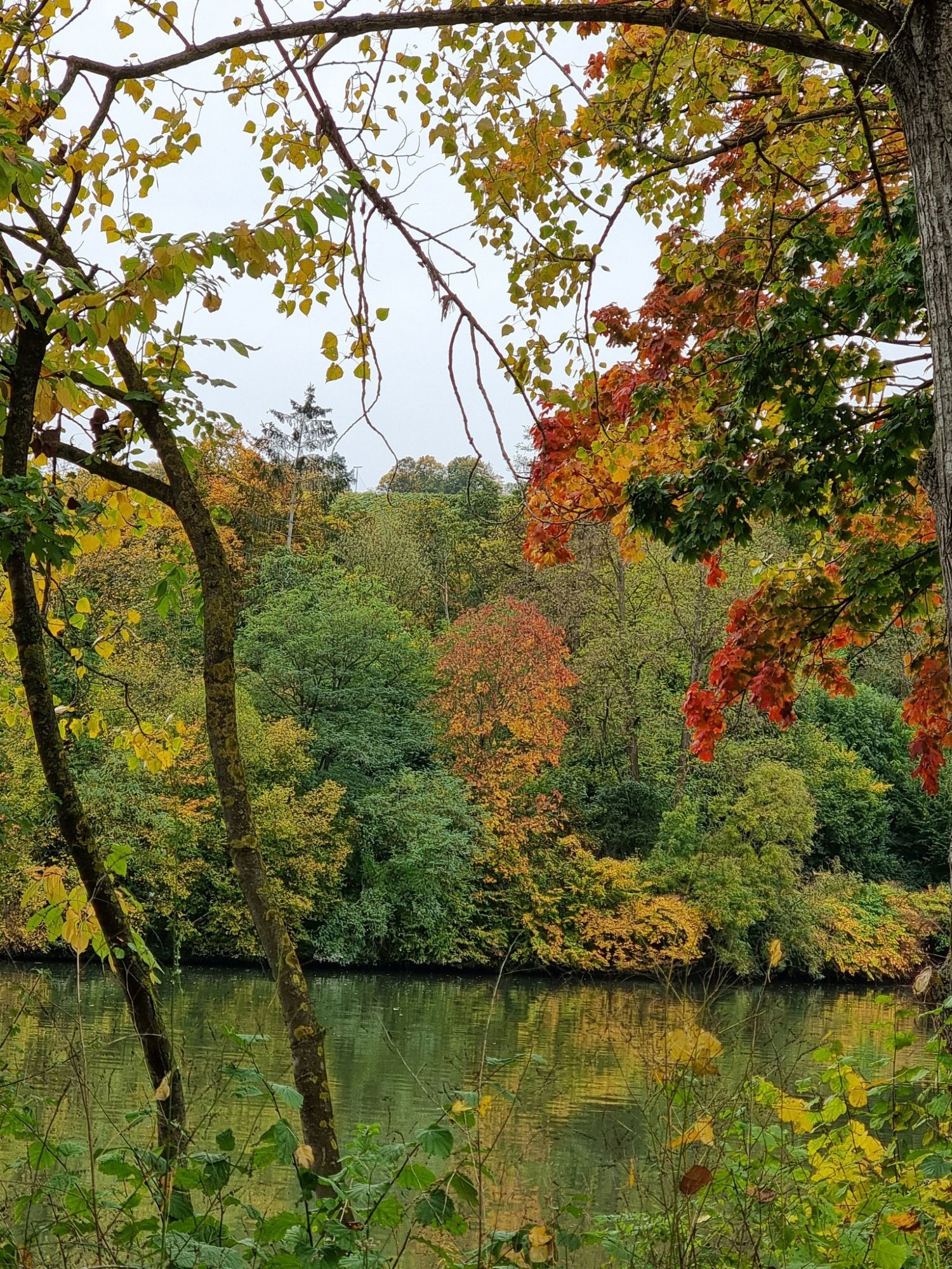 Arbres aux couleurs d automne au bord du Neckar