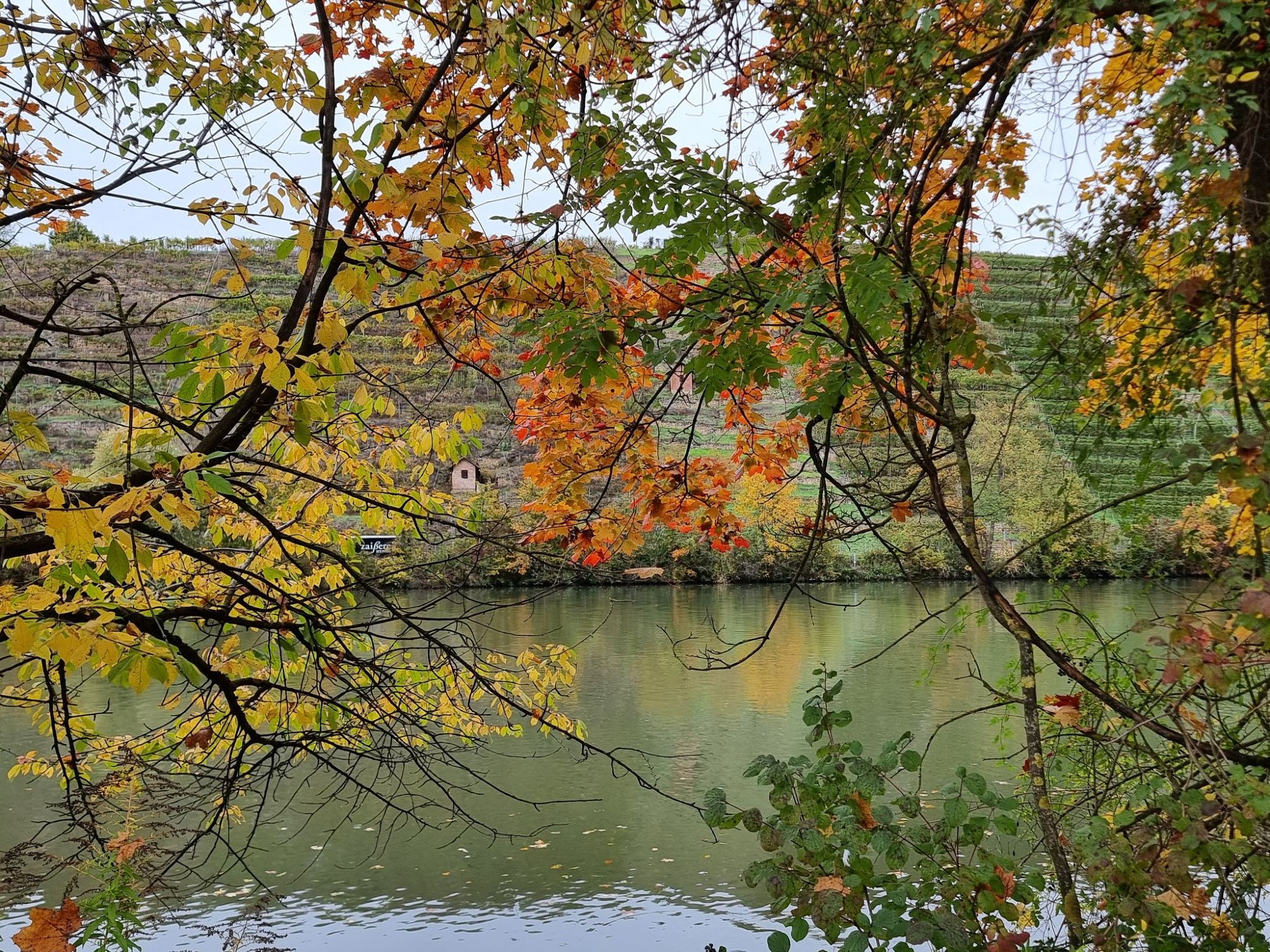 Des feuilles automnales au dessus du Neckar