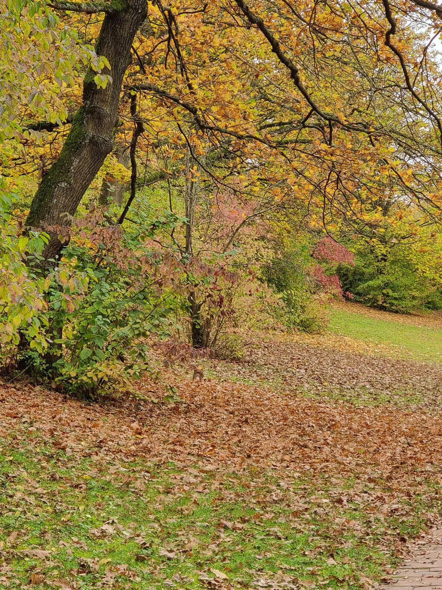 Arbre aux couleurs d'automne avec des feuilles mortes à son pied