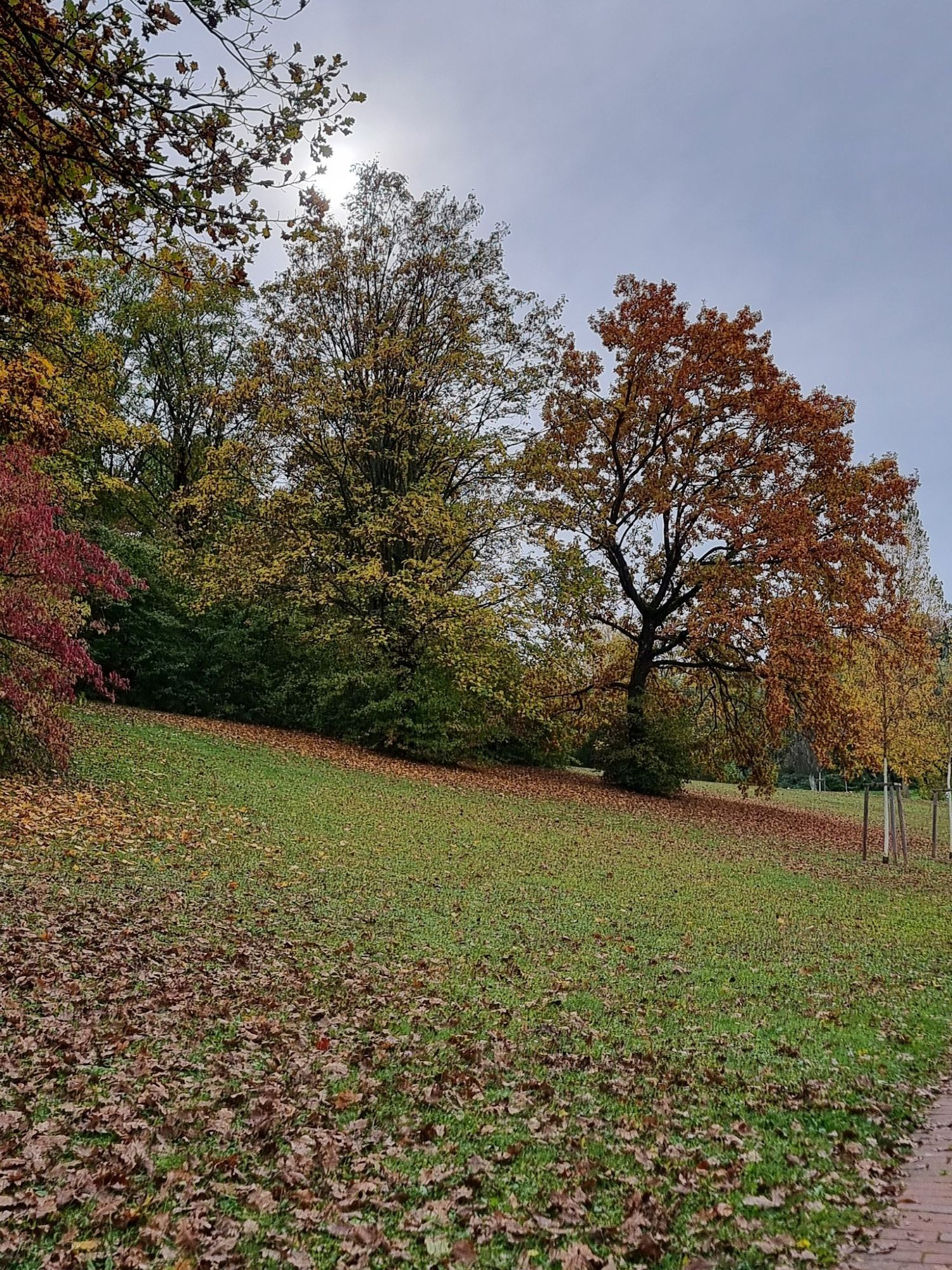 Arbres rouges et verts au bord et plein de feuilles mortes par terre