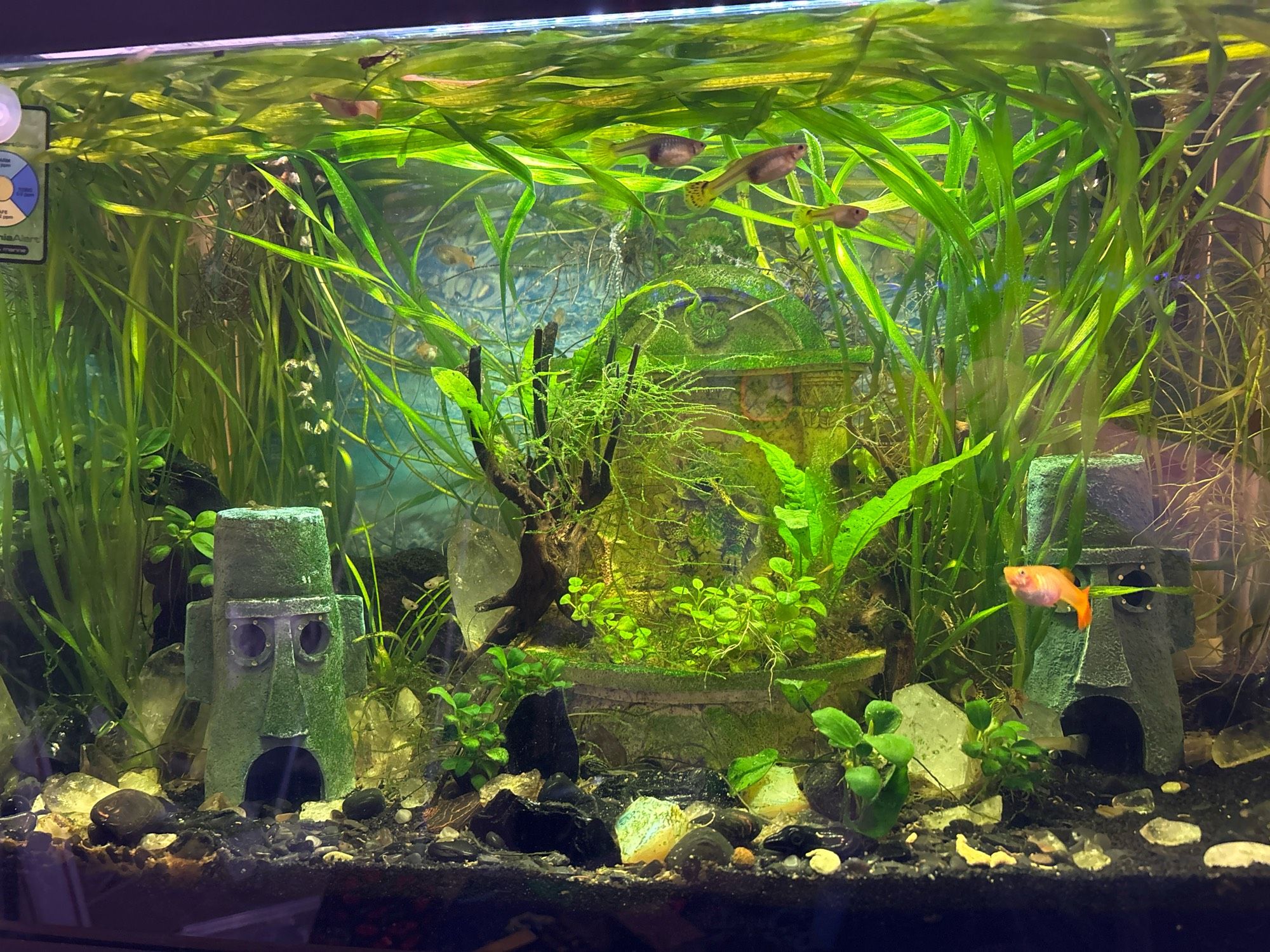 A 20 gallon planted fish tank. Several tall grass-like plants are growing throughout the scenery, which is styled like an old abandoned quartz mining outfit with two Squidward Houses flanking either side of a desktop fountain converted into a planter for aquatic lobelia plants and Java ferns. There are several guppies in the shot, the most prominent being a yellow and red one in the right of the photo. The grass like plants, jungle Val, grow so tall as to loop over the top of the tank and around.