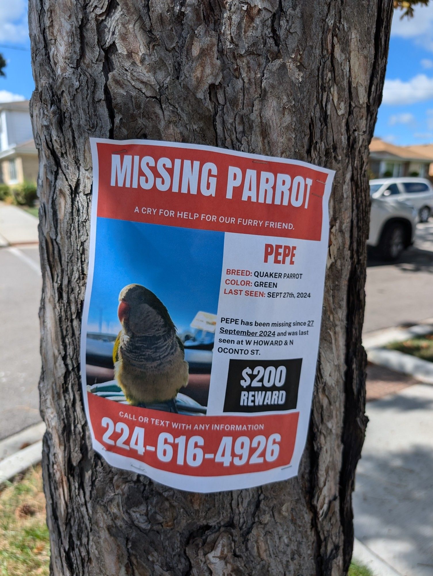 MISSING PARROT

A CRY FOR HELP FOR OUR FURRY FRIEND.

PEPE

BREED: QUAKER PARROT

COLOR: GREEN

LAST SEEN: SEPT 27th, 2024

PEPE has been missing since 27 September 2024 and was last seen at W HOWARD & N OCONTO ST.

$200 REWARD

CALL OR TEXT WITH ANY INFORMATION

224-616-4926