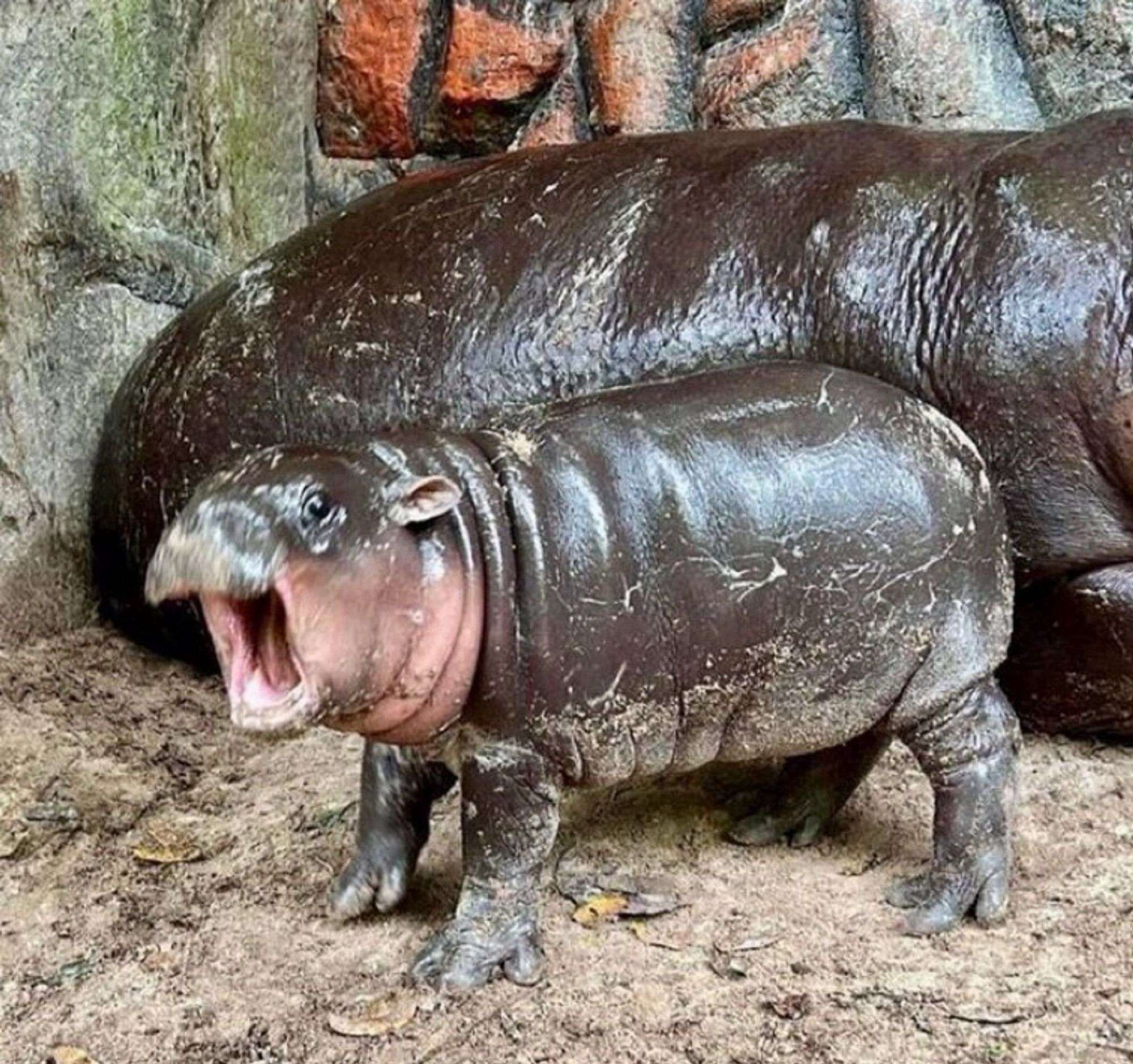 Moo Deng the adorably Pygmy hippo baby