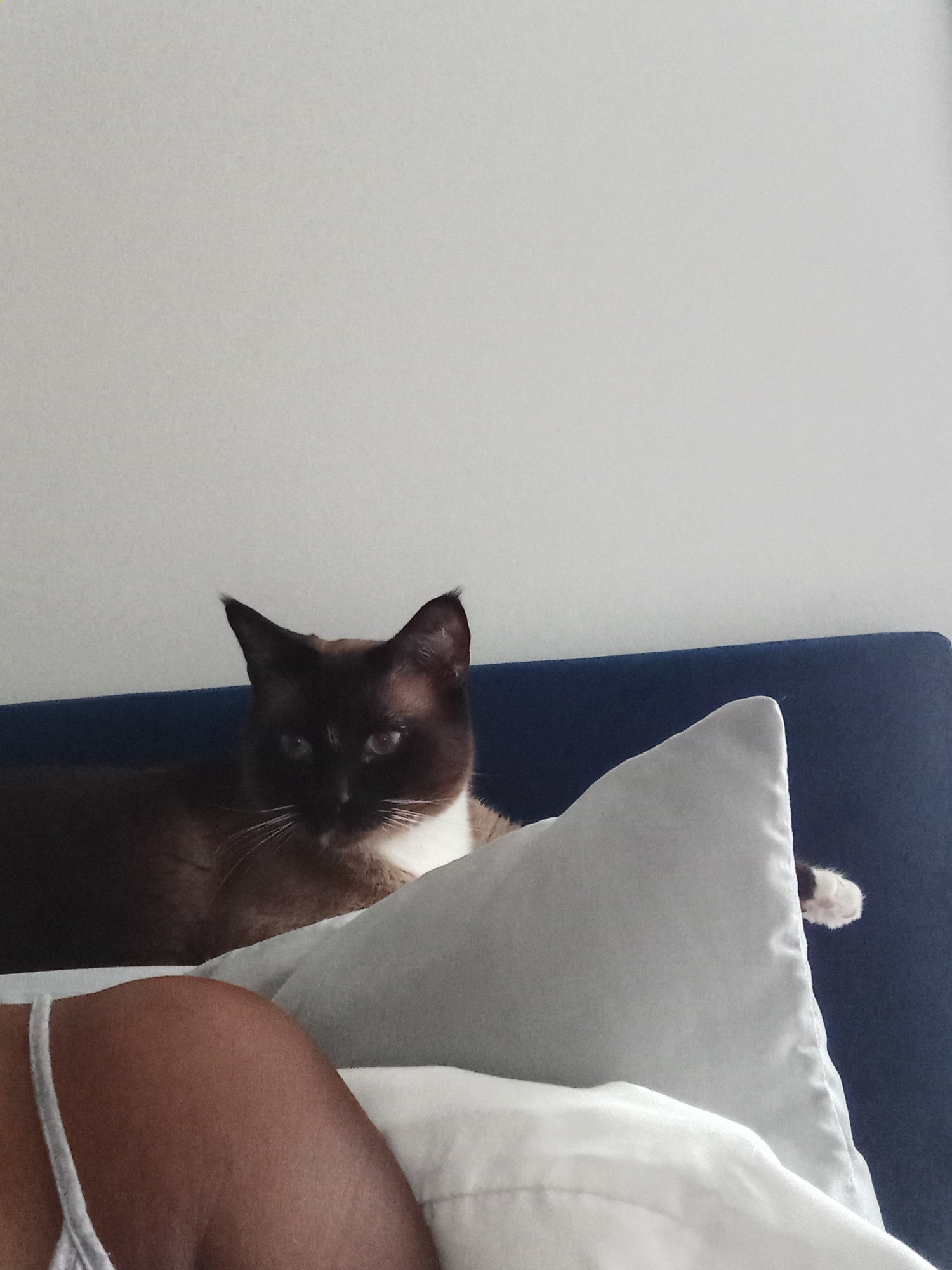 A huge brown cat sitting on top of a blue headboard 