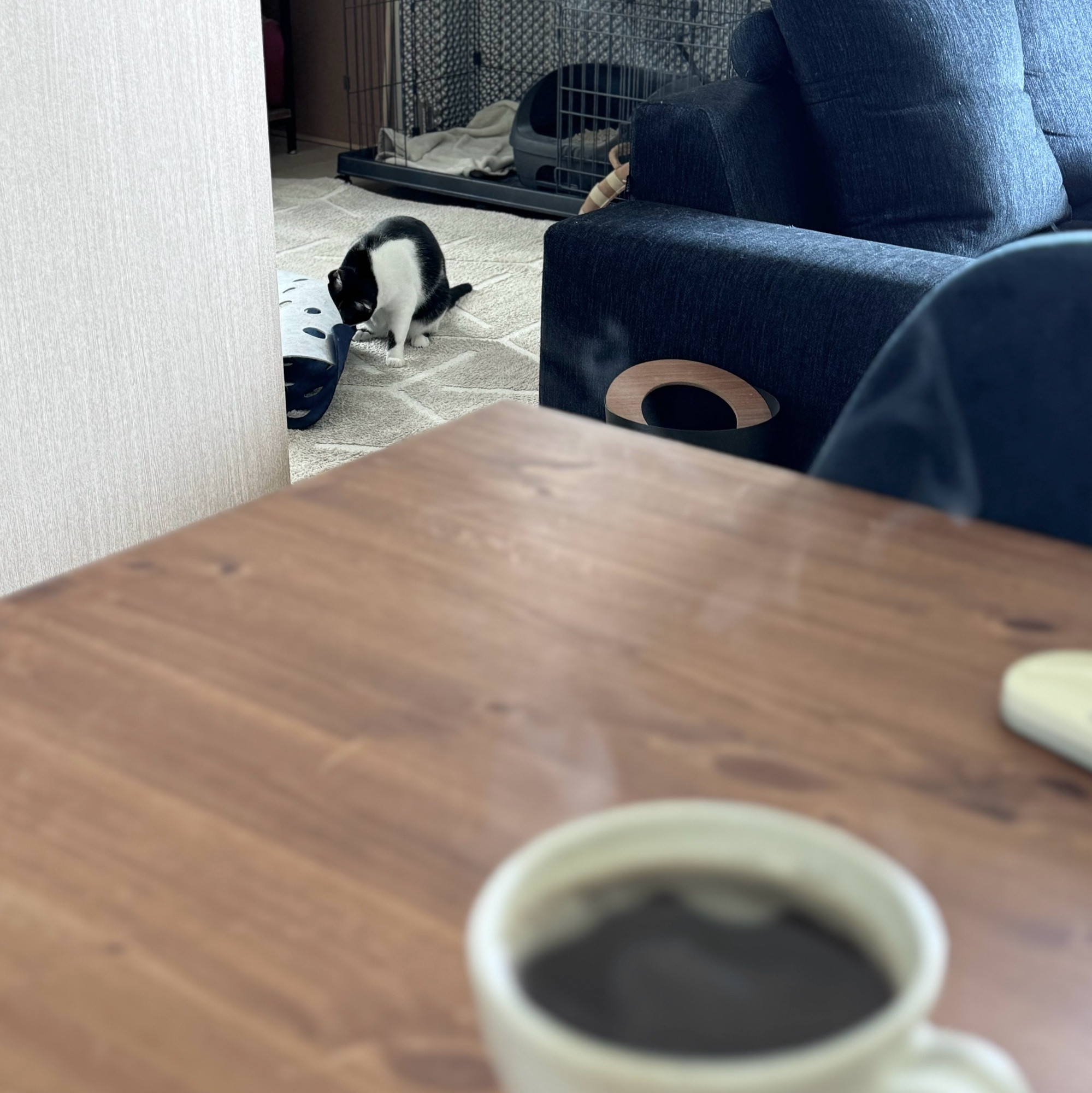 猫が遊んでいる。手前にはコーヒー。