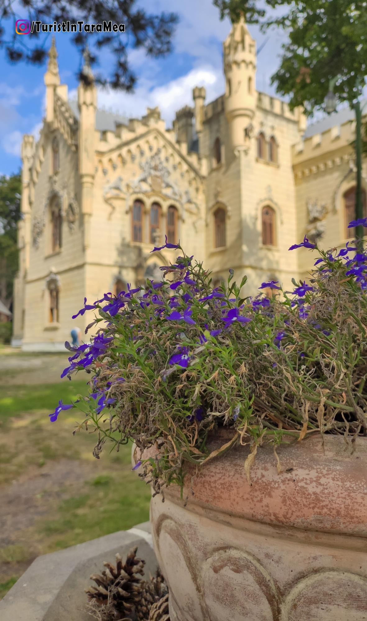 Flori la castel - Miclăușeni, Iași, 2020-09-26 #TuristÎnȚaraMea ©@TuristInTaraMea - https://www.instagram.com/turistintaramea/