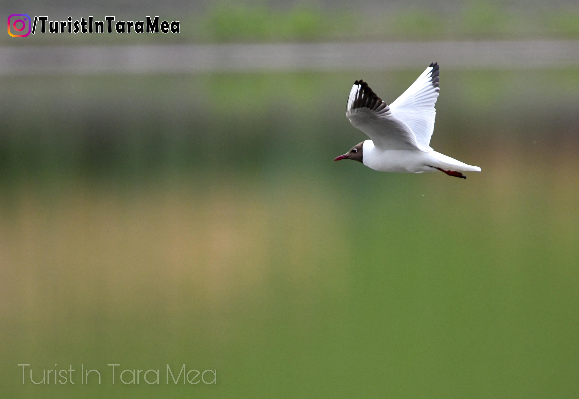 Pescăruș râzător - Chroicocephalus ridibundus  - Hudești, Botoșani , 2022-05-29 #Wildlife  ©@TuristInTaraMea - https://www.instagram.com/turistintaramea/