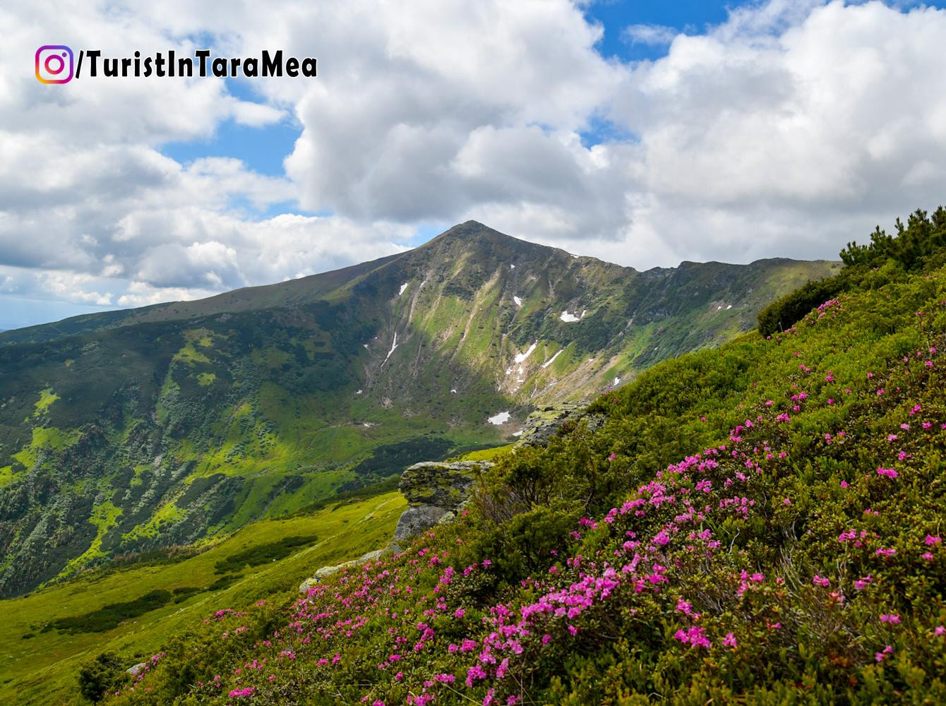 Rhododendroni înfloriți și vârful Roșu pe fundal  - Munții Rodnei , 2022-06-18 #TuristÎnȚaraMea ©@TuristInTaraMea - https://www.instagram.com/turistintaramea/