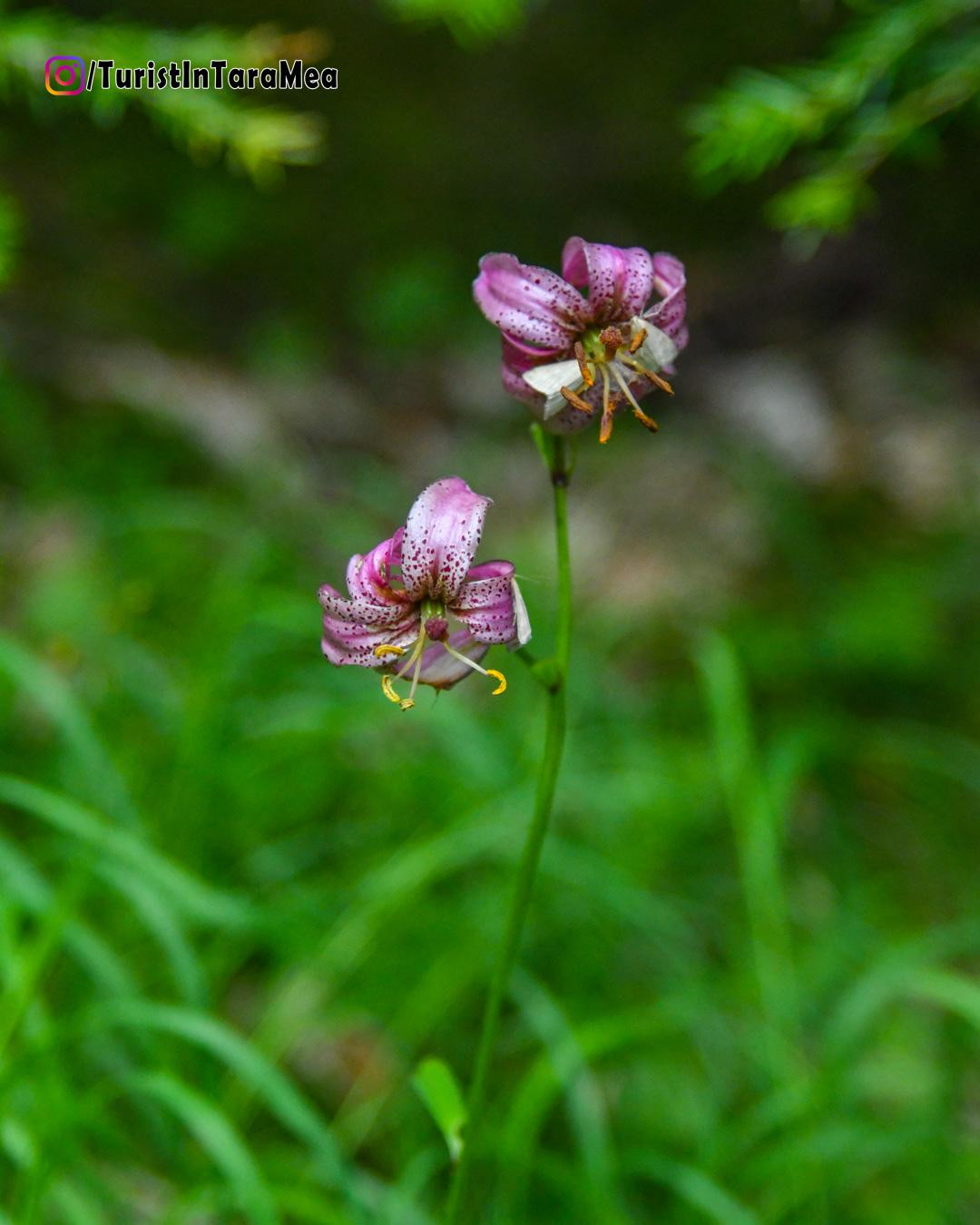 Crin de pădure - Lilium martagon în Munții Hășmaș  - Cheile Bicazului , 2022-07-02 #TuristÎnȚaraMea ©@TuristInTaraMea - https://www.instagram.com/turistintaramea/