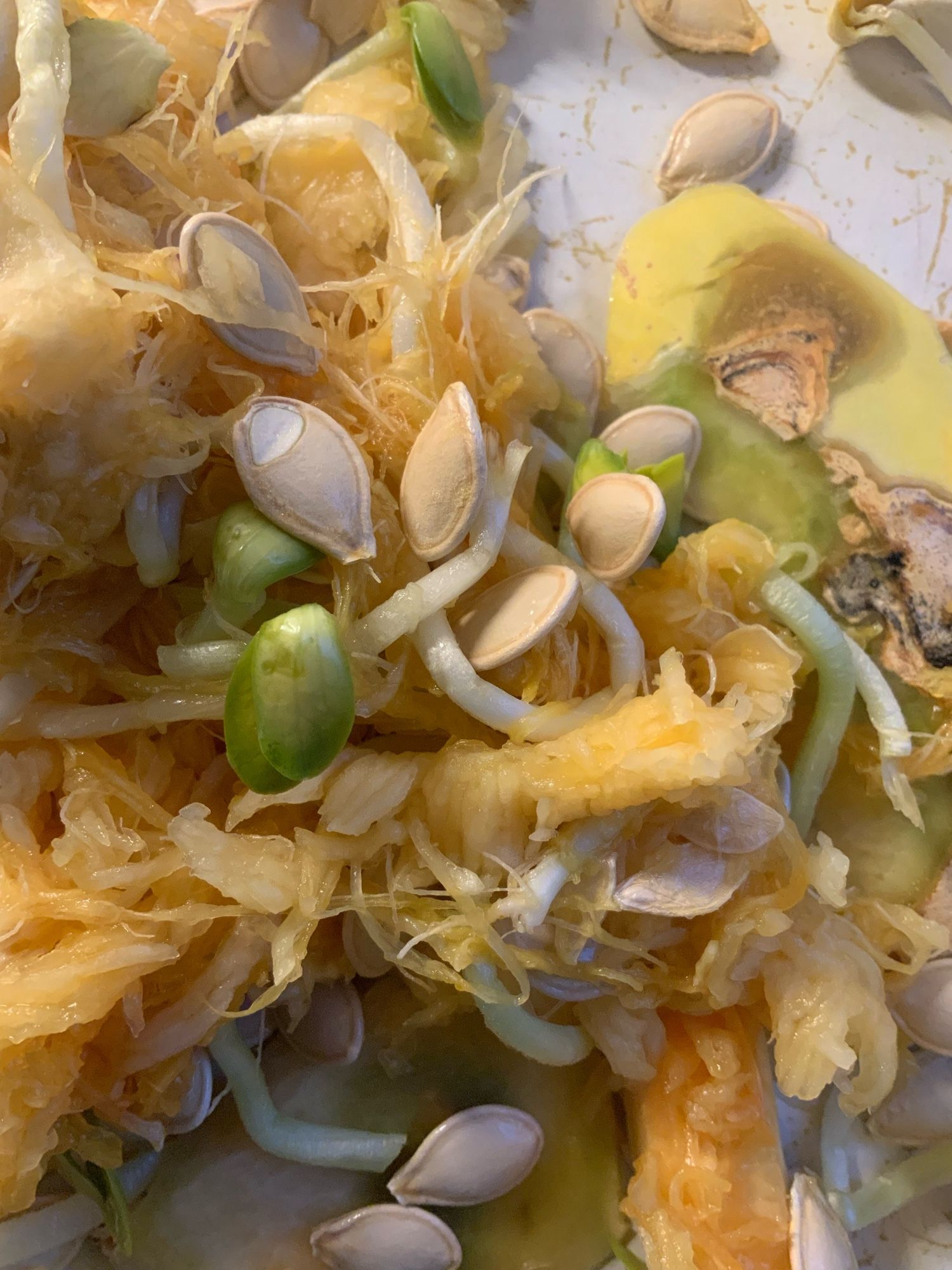 Sprouting squash seeds