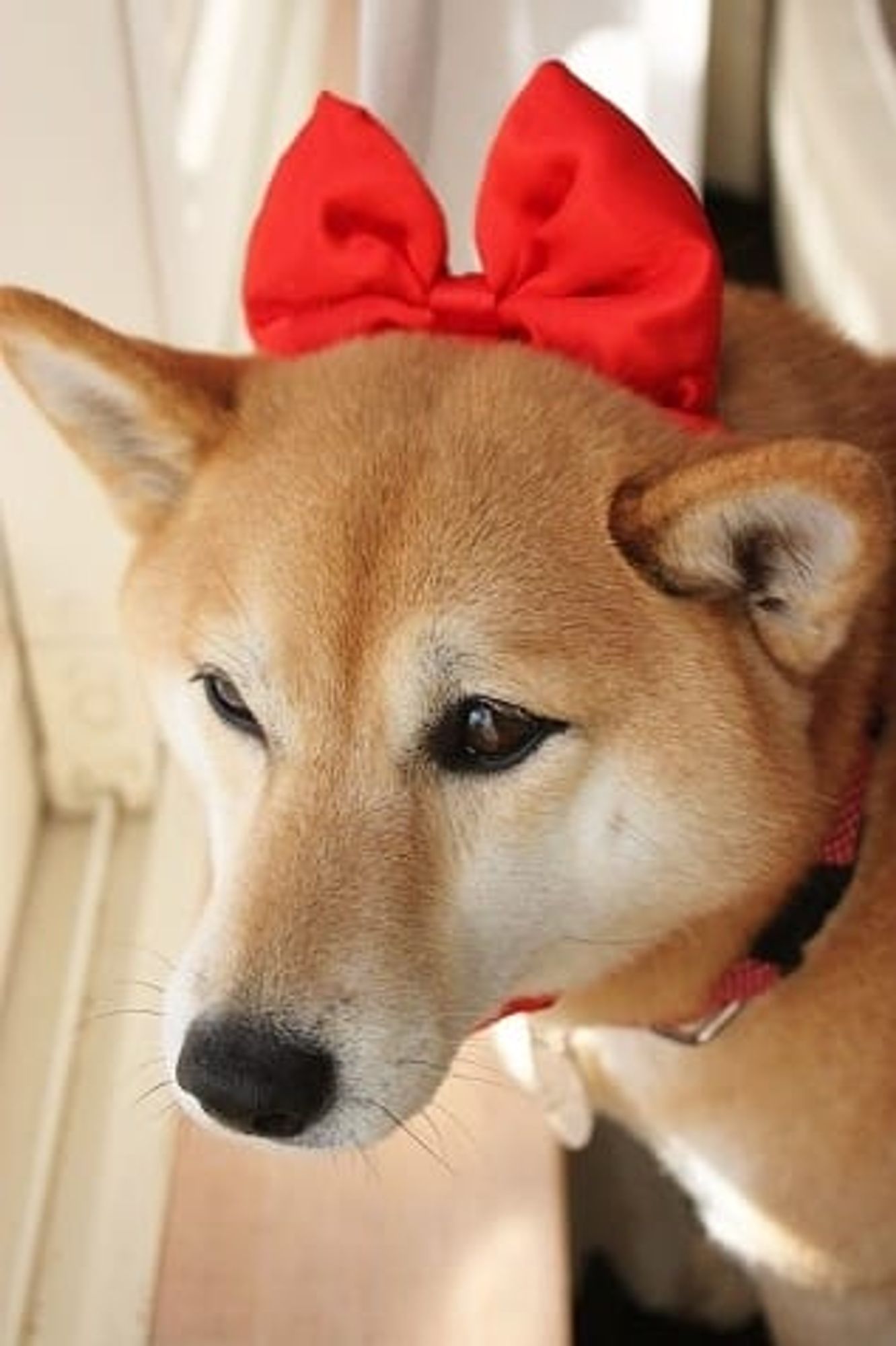 random shiba from https://shibes.lol