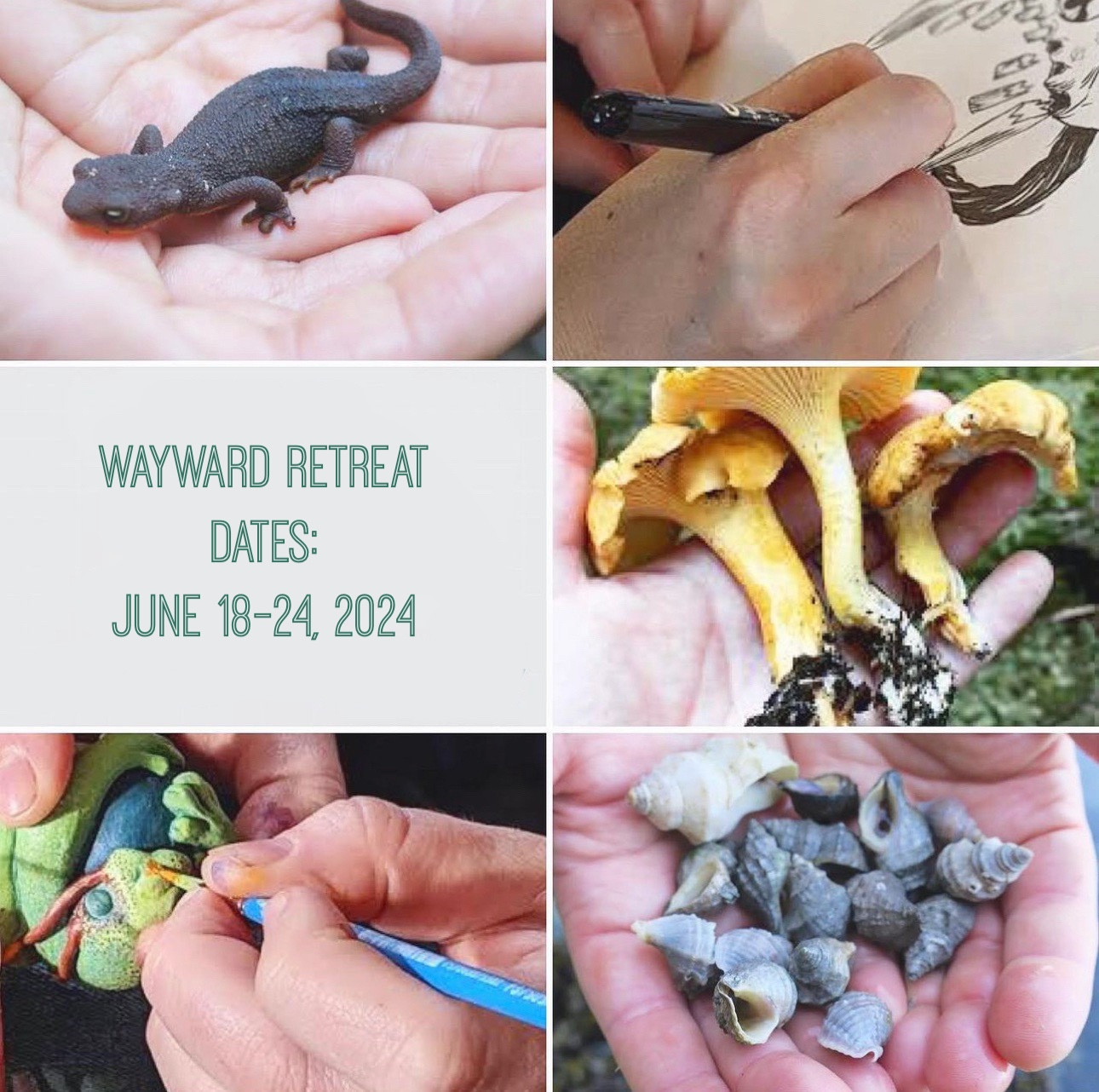 A collage of images: close-ups on hands holding a newt, drawing in ink, holding wild mushrooms, painting a small sculpture, holding a collection of shells. Text reads Wayward Retreat Dates: June 18-24 2024