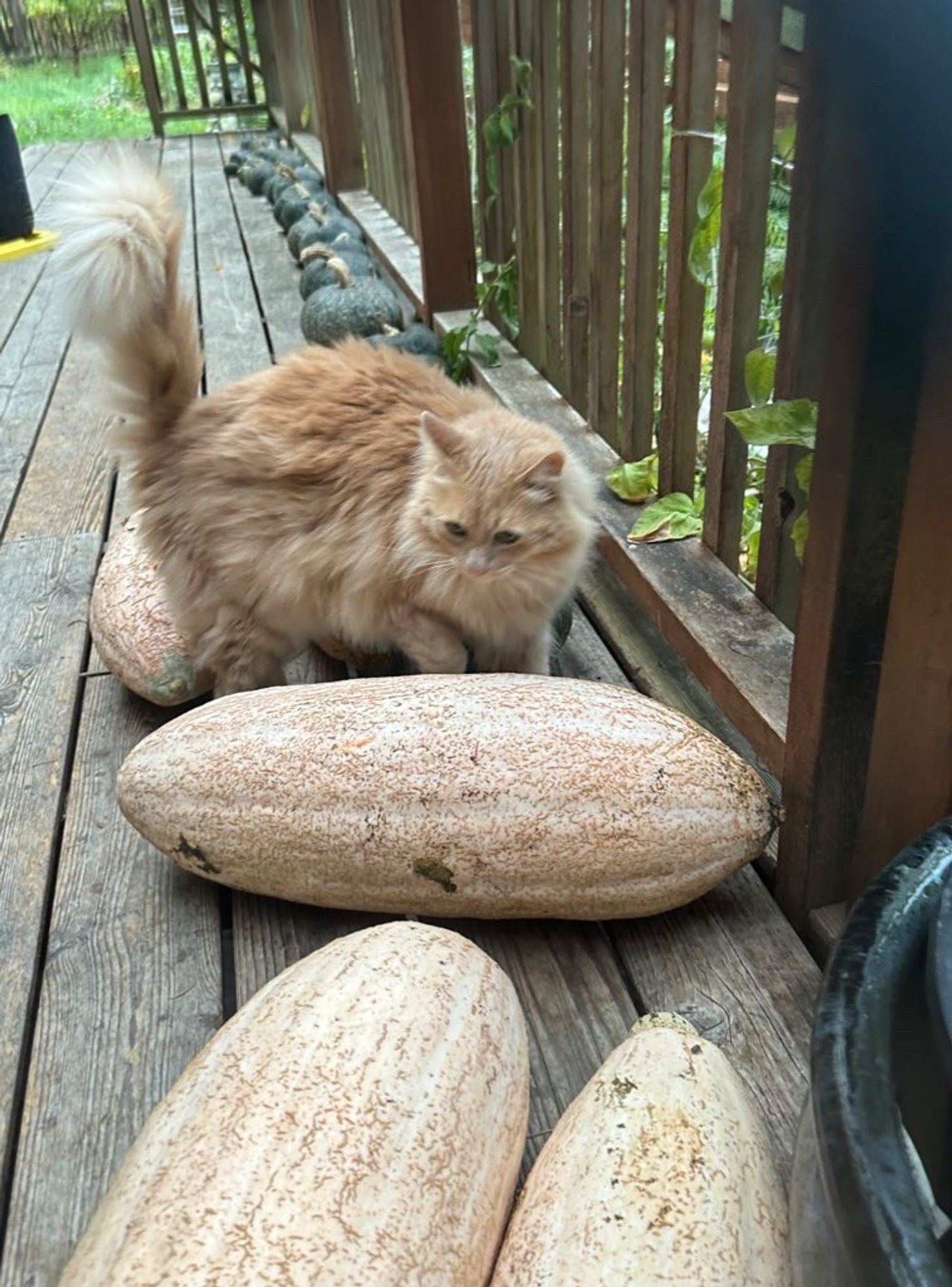 A fluffy cat walks among a harvest of enormous squash, some bigger than him.