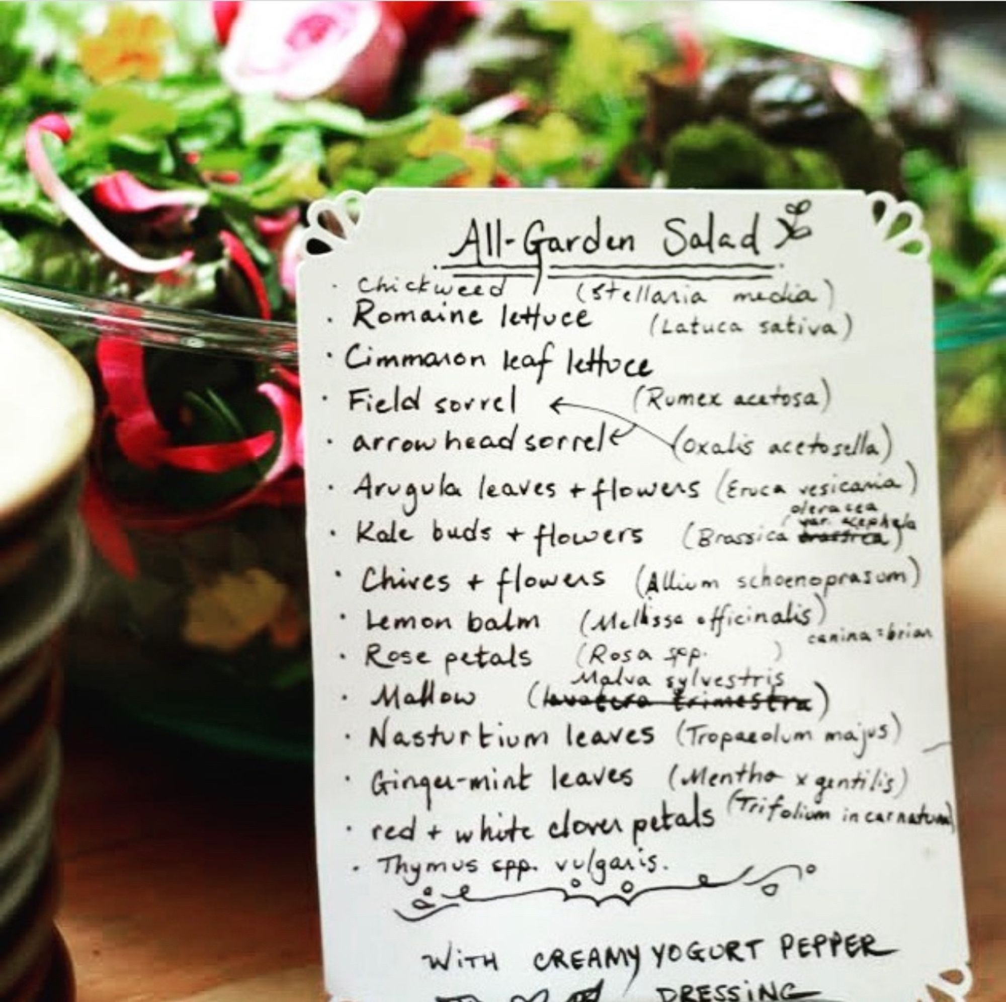 A bowl of salad, with a handwritten label detailing every plant from the garden that is included (including the Latin name of each).