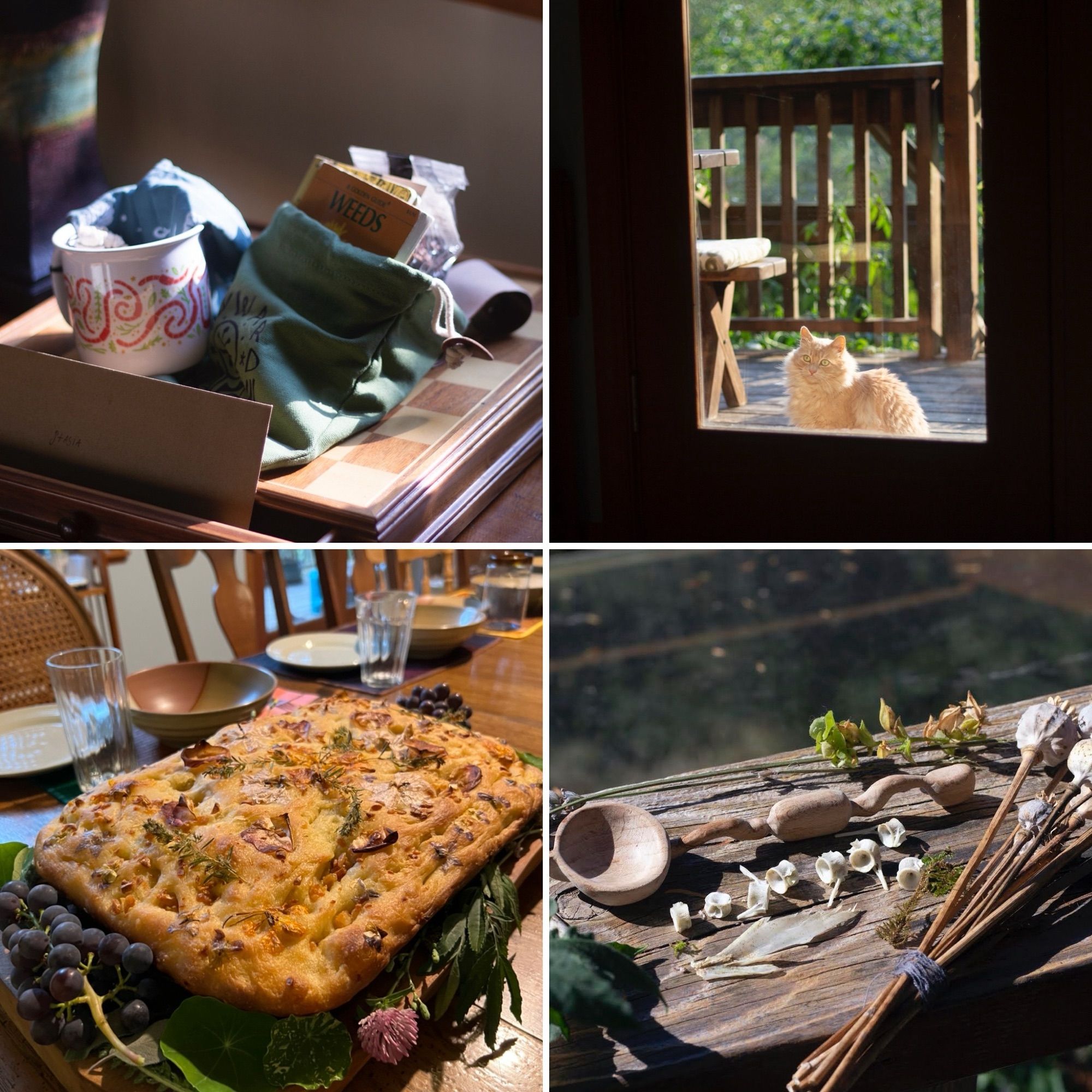 Four photos: a collection of objects including a mug, a bandana and a field guide to weeds. A fluffy orange cat waiting at a glass door. A focaccia covered in herbs and surrounded by flowers and grapes. A collection of small objects including a hand-carved wooden spoon, salmon vertebrae, and dried poppies.