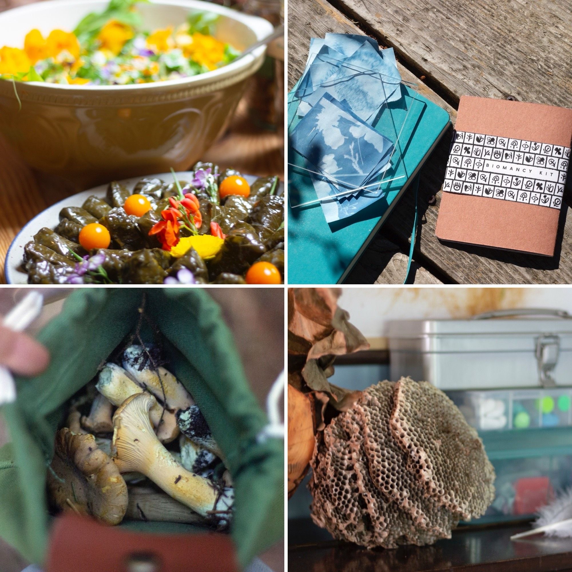 Four closeups: a plate of dolmas and a bowl of salad.  Notebook and something called a "biomancy kit" o. A wood deck. A bag of forged mushrooms. A found wasp nest (old, no wasps) next to art supplies.