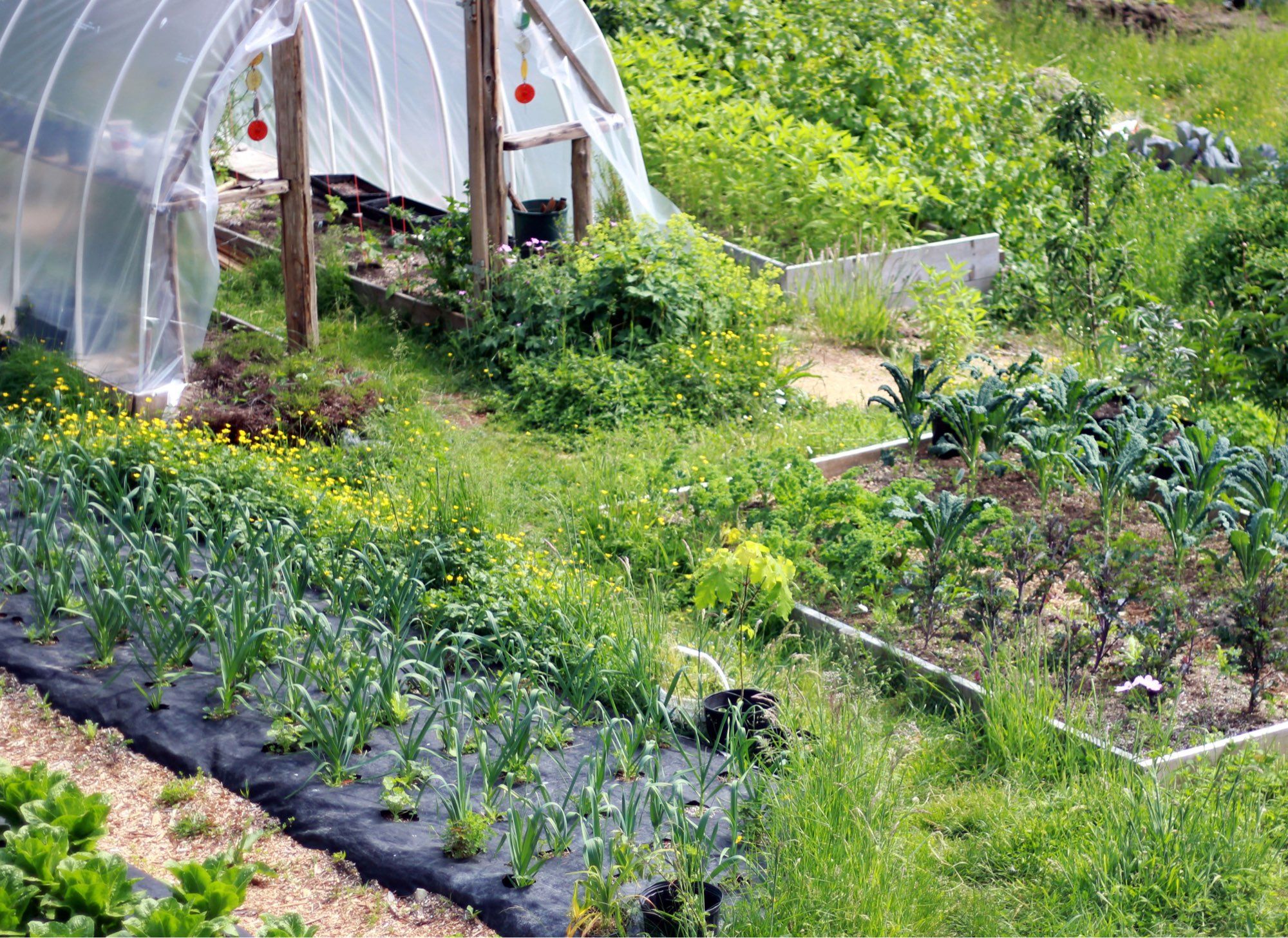 A green garden with kale, garlic and more in rows.