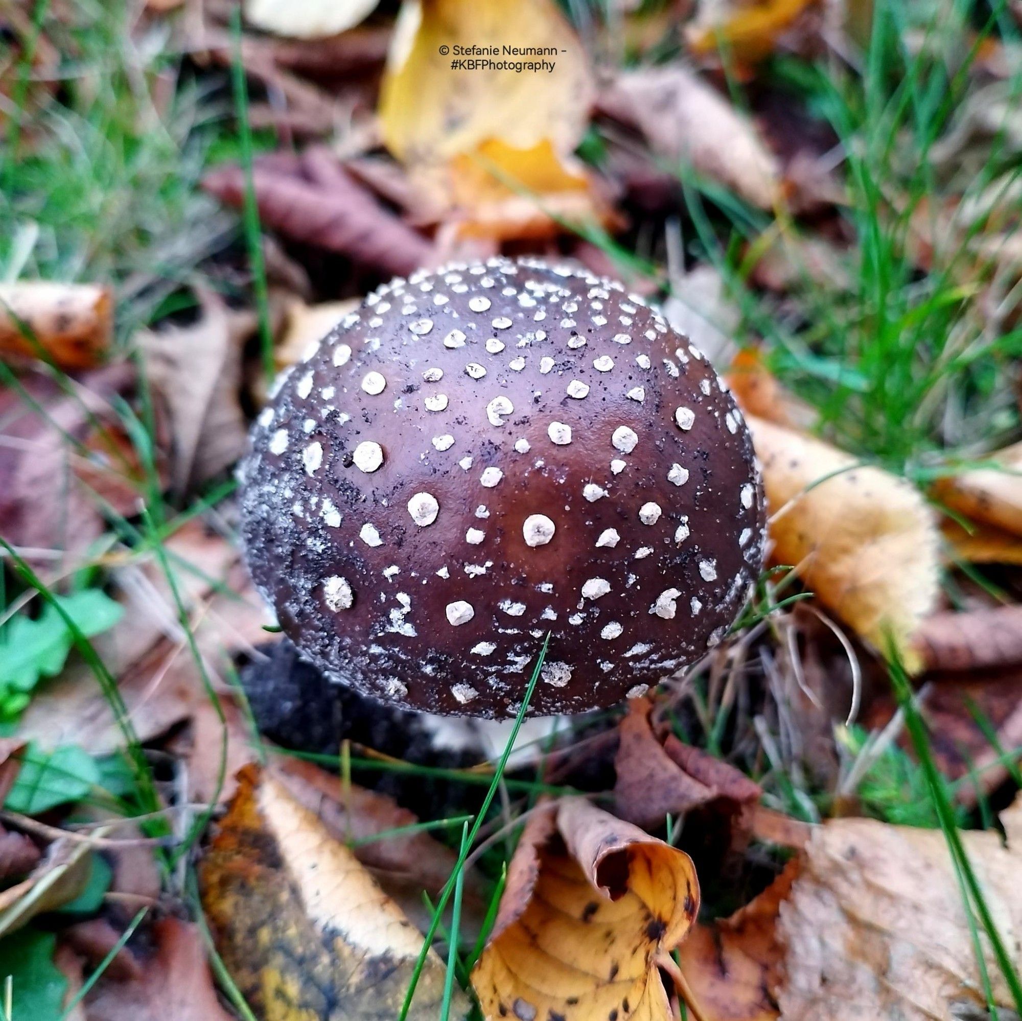 A brown toadstool with white dots between foliage.