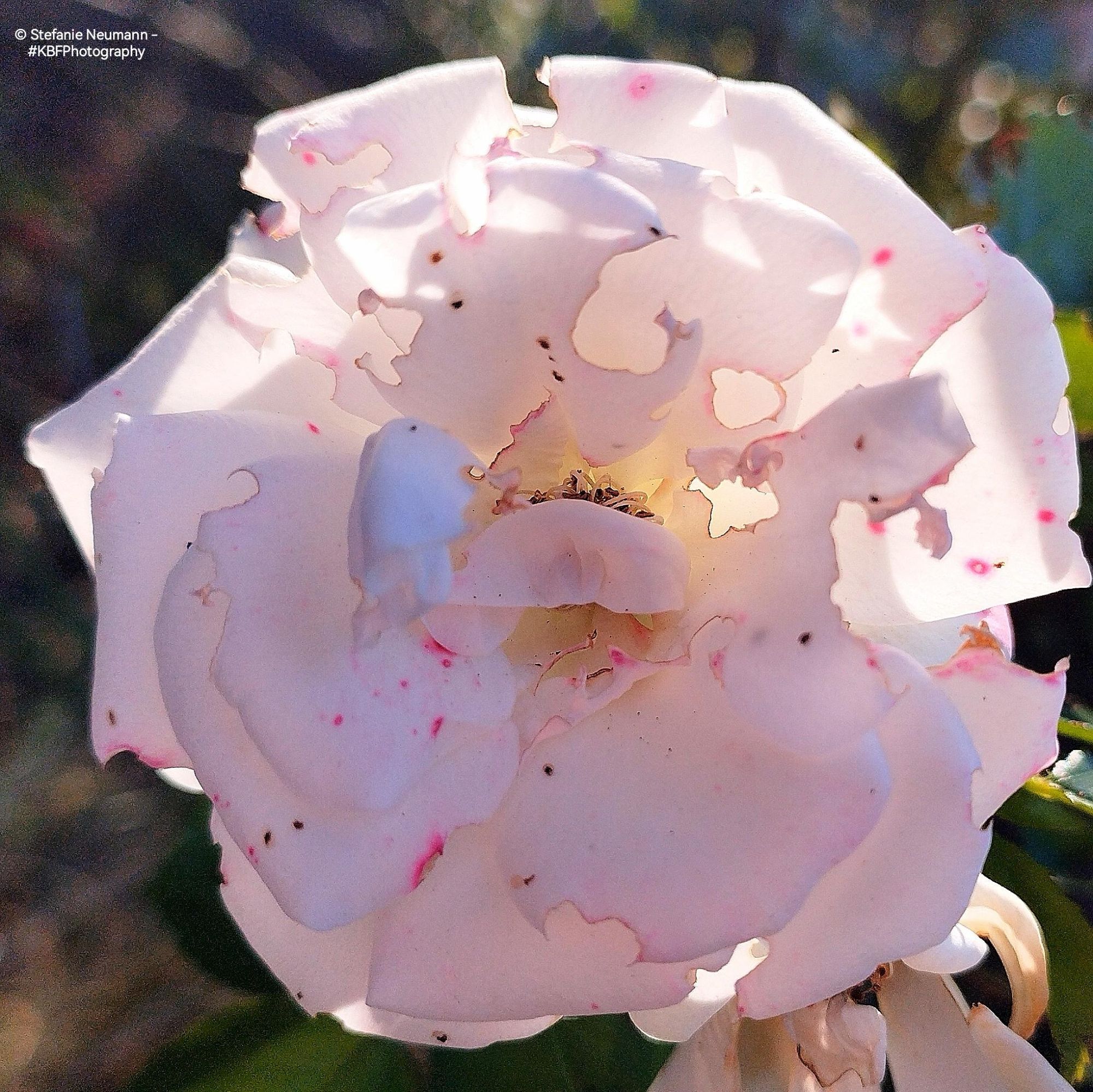 A close-up of a backlit white rose flower with pink freckles.