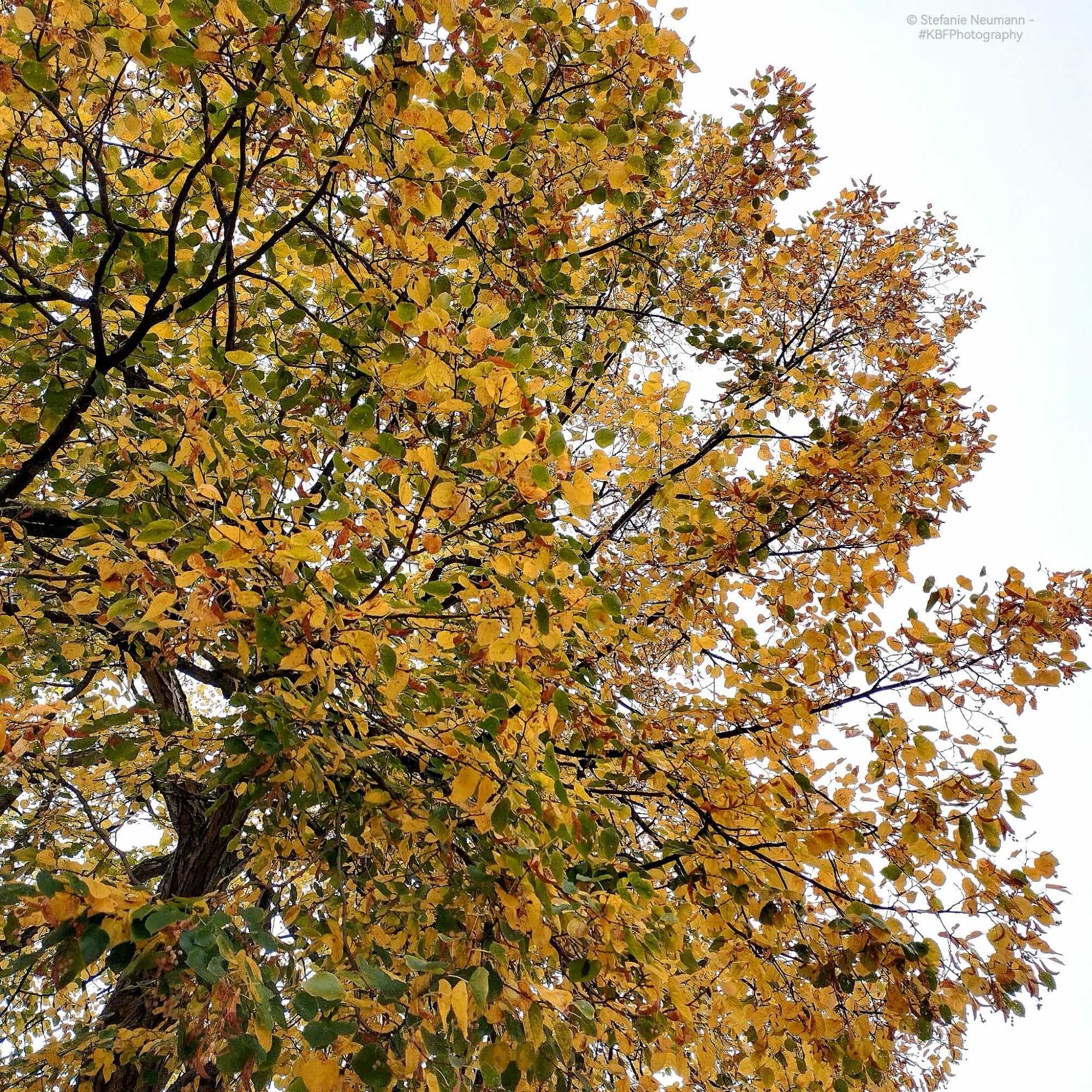 A linden canopy that's turning yellow.