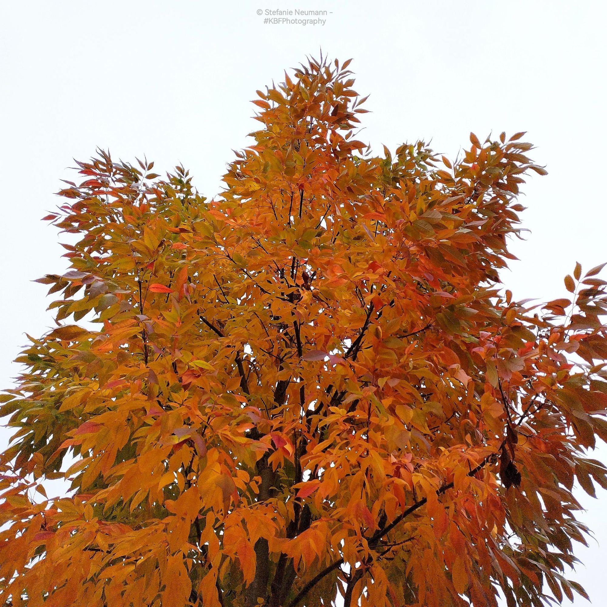 A tree canopy that's turning orange, against a grey sky.