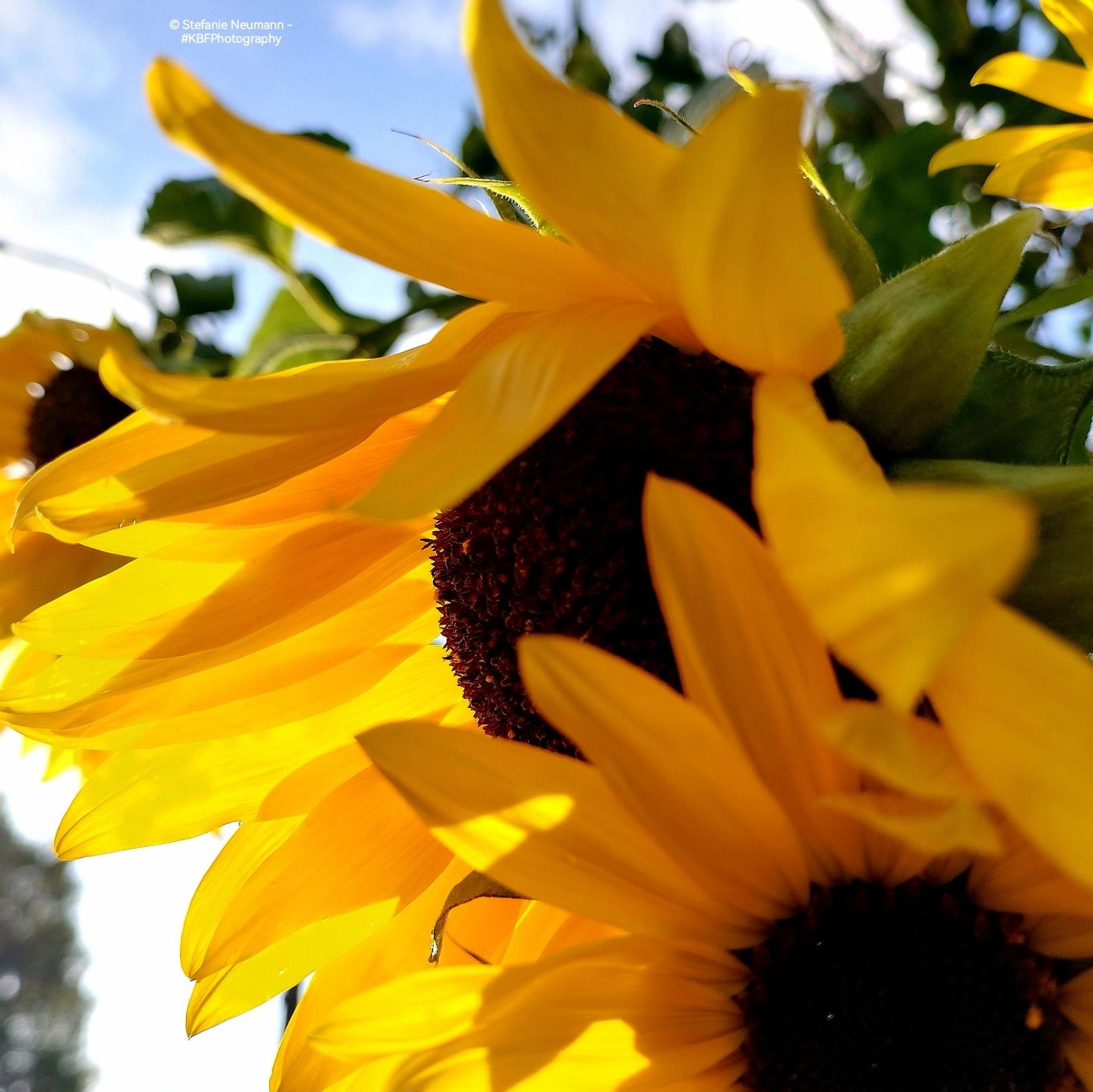 A close-up of backlit, yellow sunflower blossoms with brown stamen.