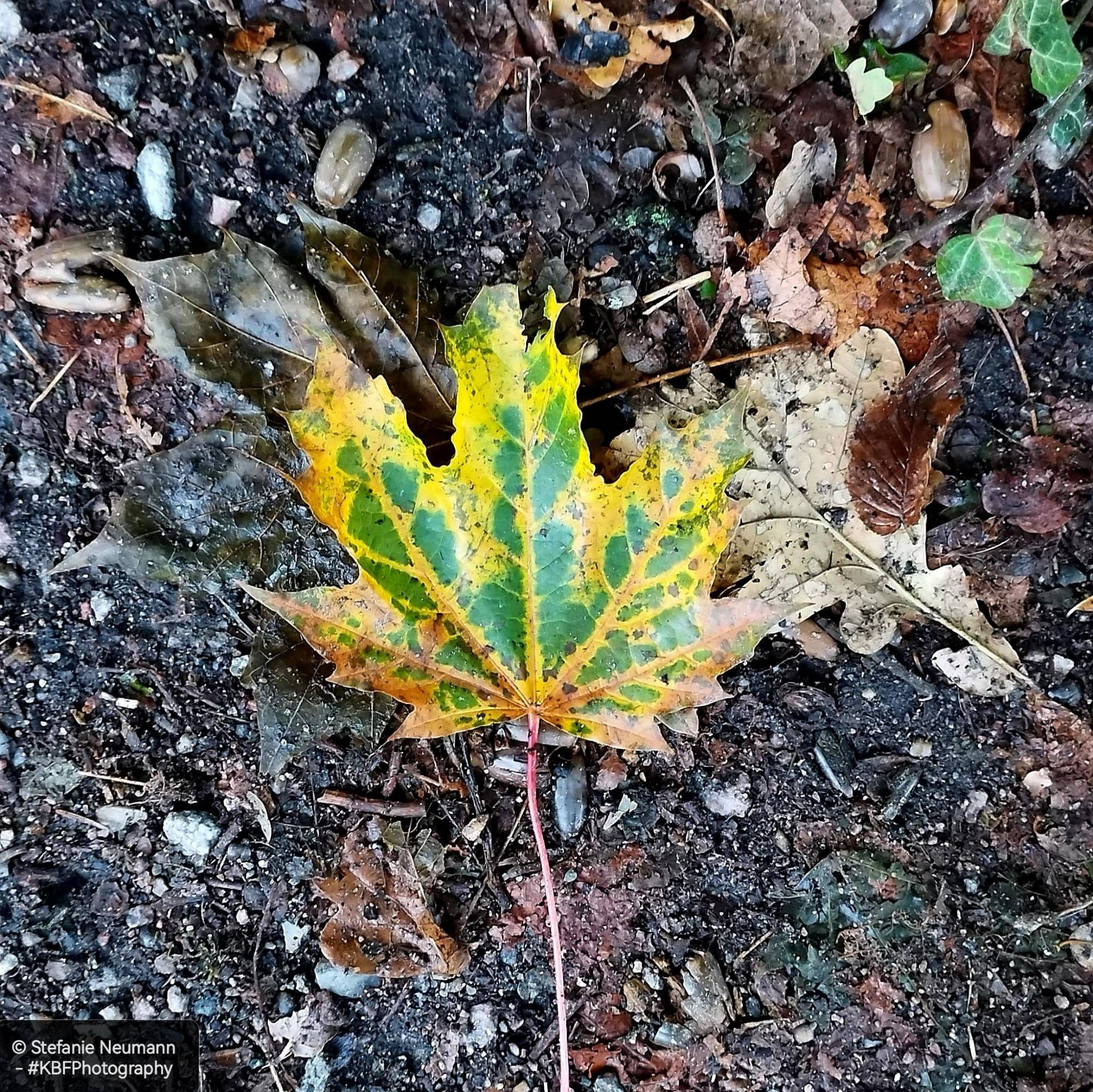 A close-up of a green-and-yellow maple leaf on wet, sandy ground.